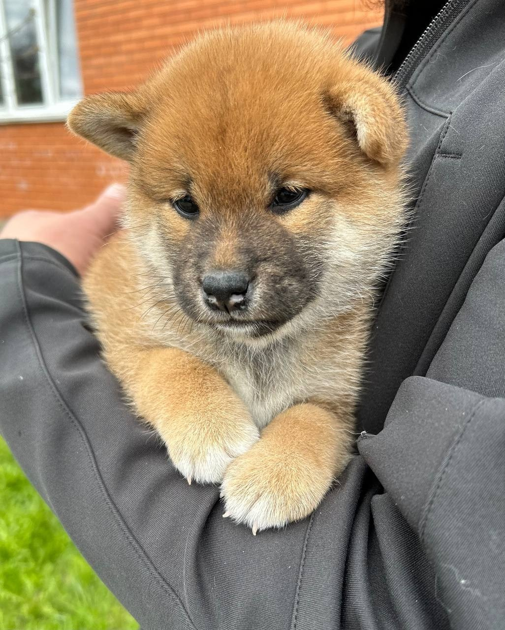 сиба питомник Рубилайт щенки на продажу rubylight  сиба щенки купить СПб Санкт-Петербург