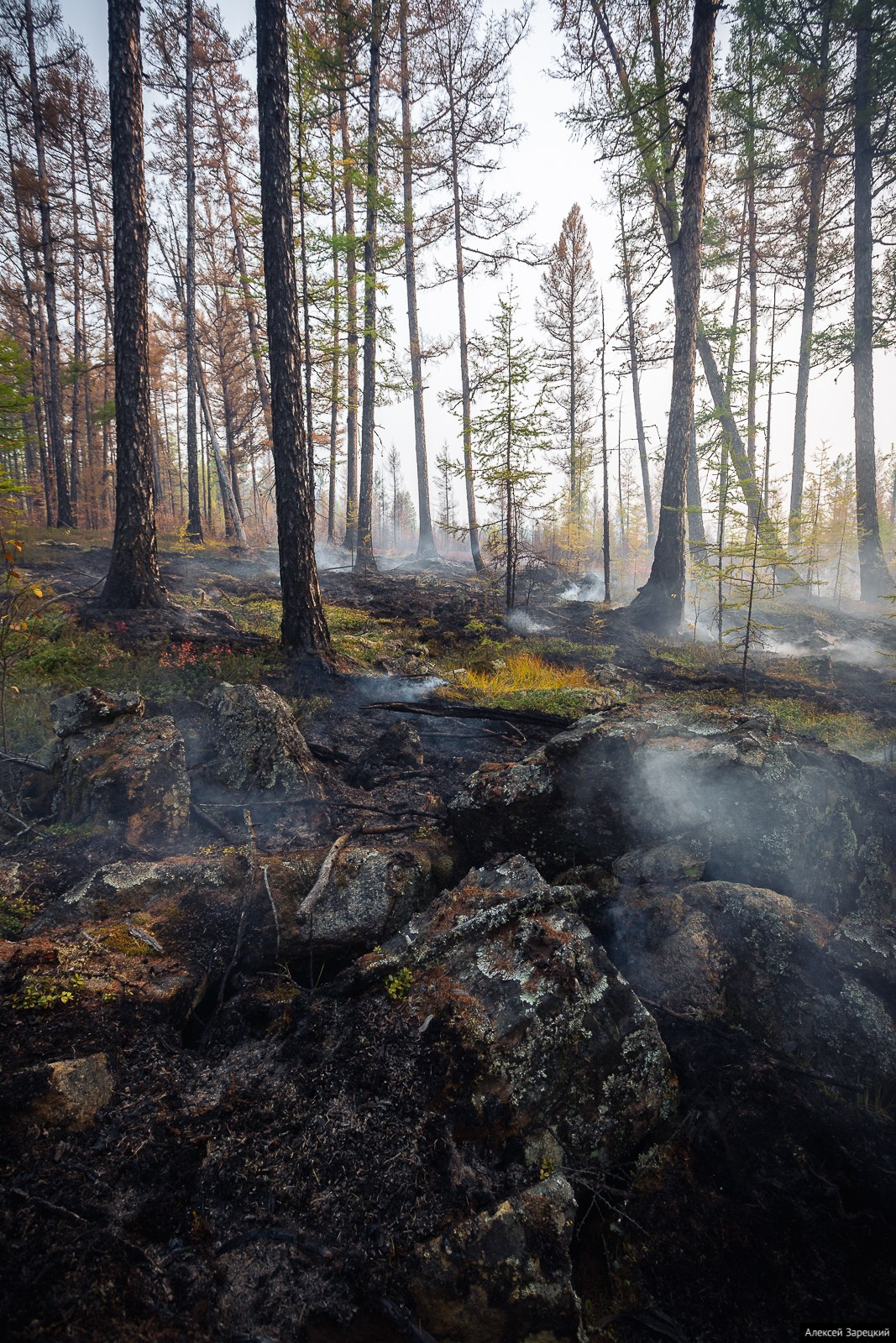 Лесные пожары в Забайкалье. Фотограф Алексей Зарецкий