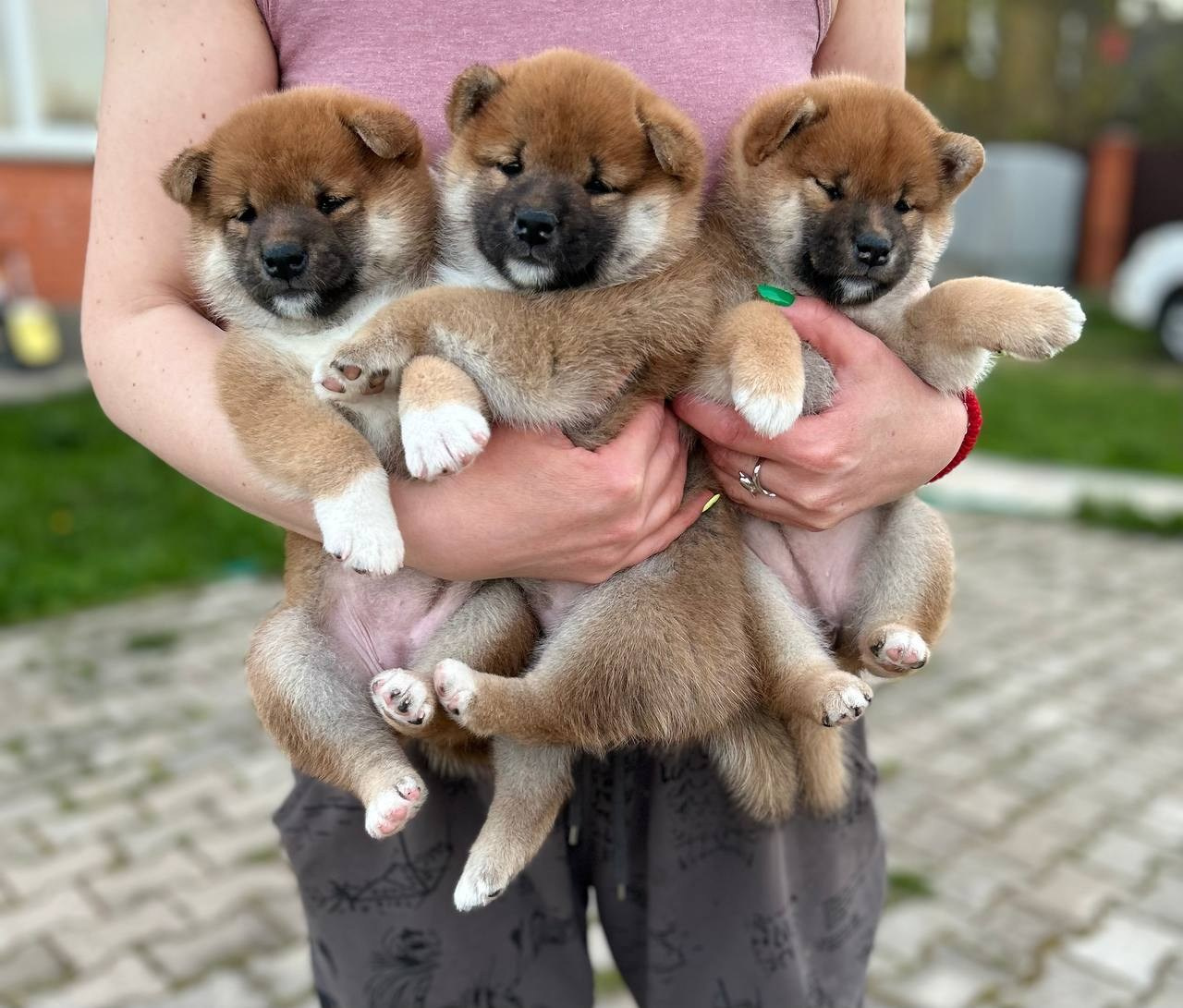 сиба питомник Рубилайт щенки на продажу rubylight  сиба щенки купить СПб Санкт-Петербург