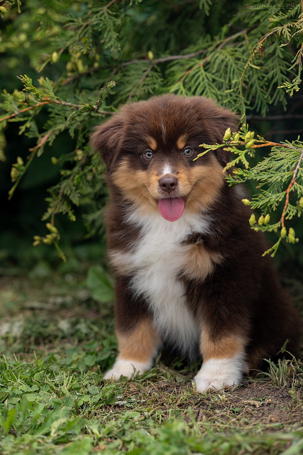 Фотосессия щенков на продажу. Фотограф собак в Москве и Московской области Иванушкина Мария