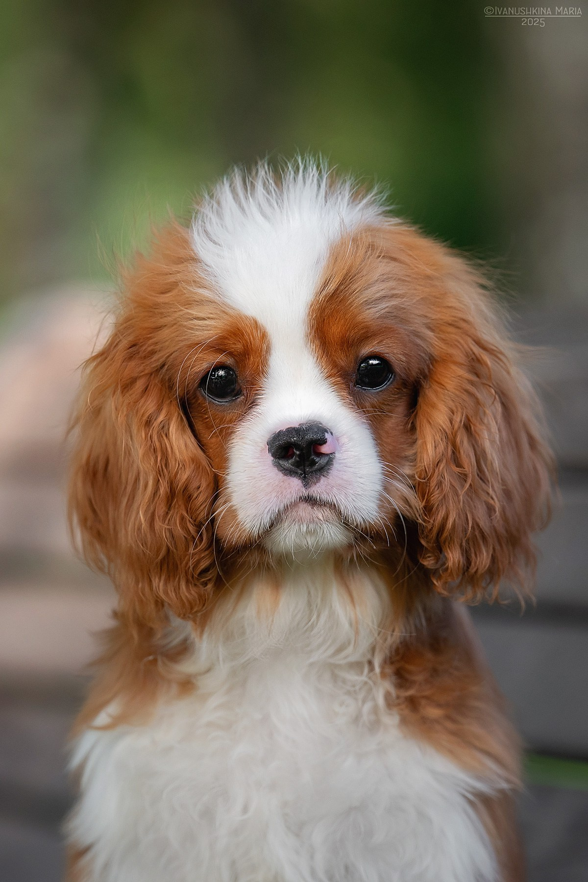 Фотосессия щенков на продажу. Фотограф собак в Москве и Московской области Иванушкина Мария