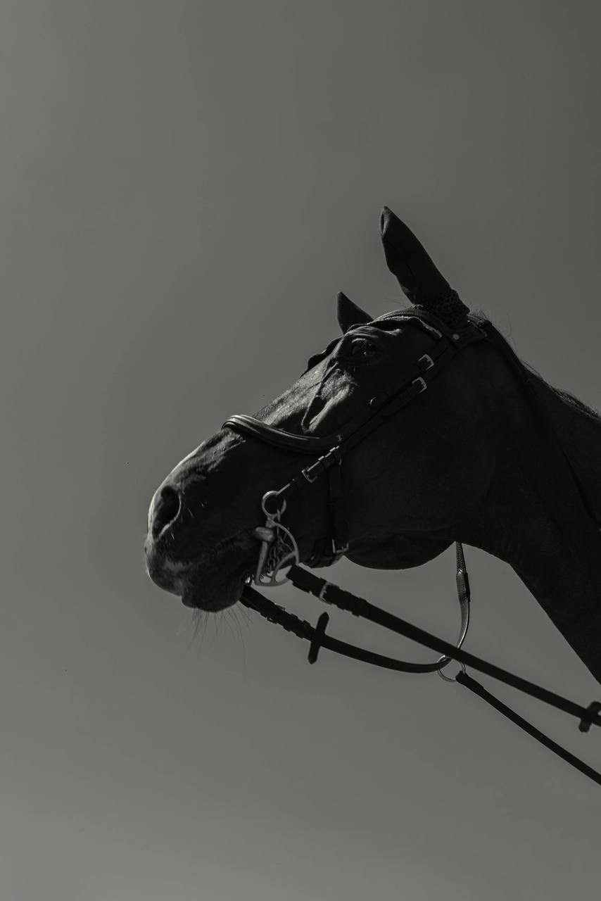 Фото лошади чб