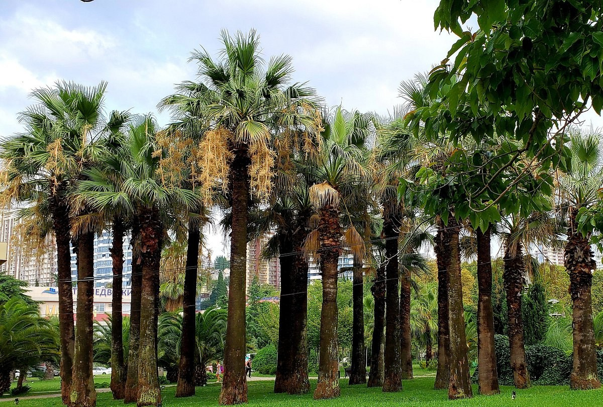 КРАСИВЫЕ МЕСТА В СОЧИ. Свадебный и семейный фотограф/видеограф в Краснодаре Наталья Осинская
