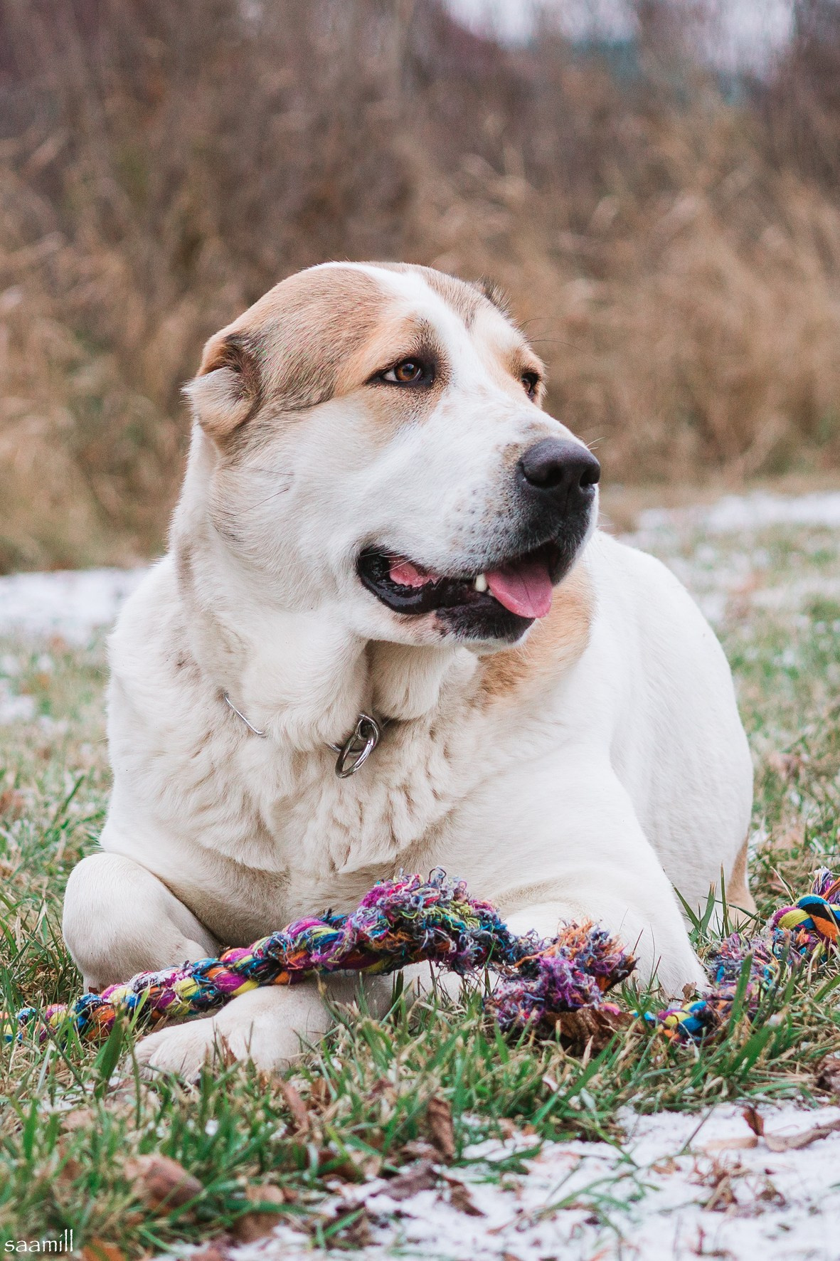 Life with dog. Saamill