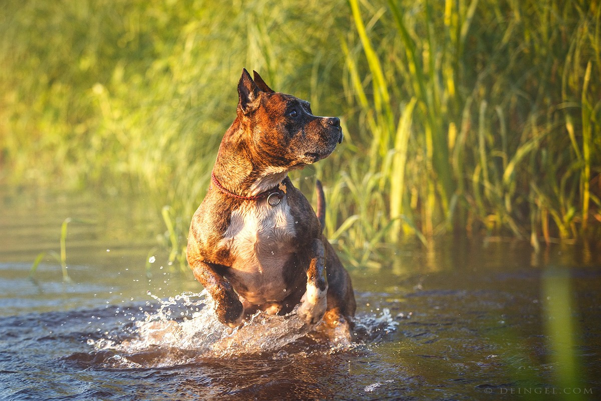 АСТ Федя, Пако и Ника. Фотограф-анималист Natalia Deingel | Фотосъемка собак в Москве