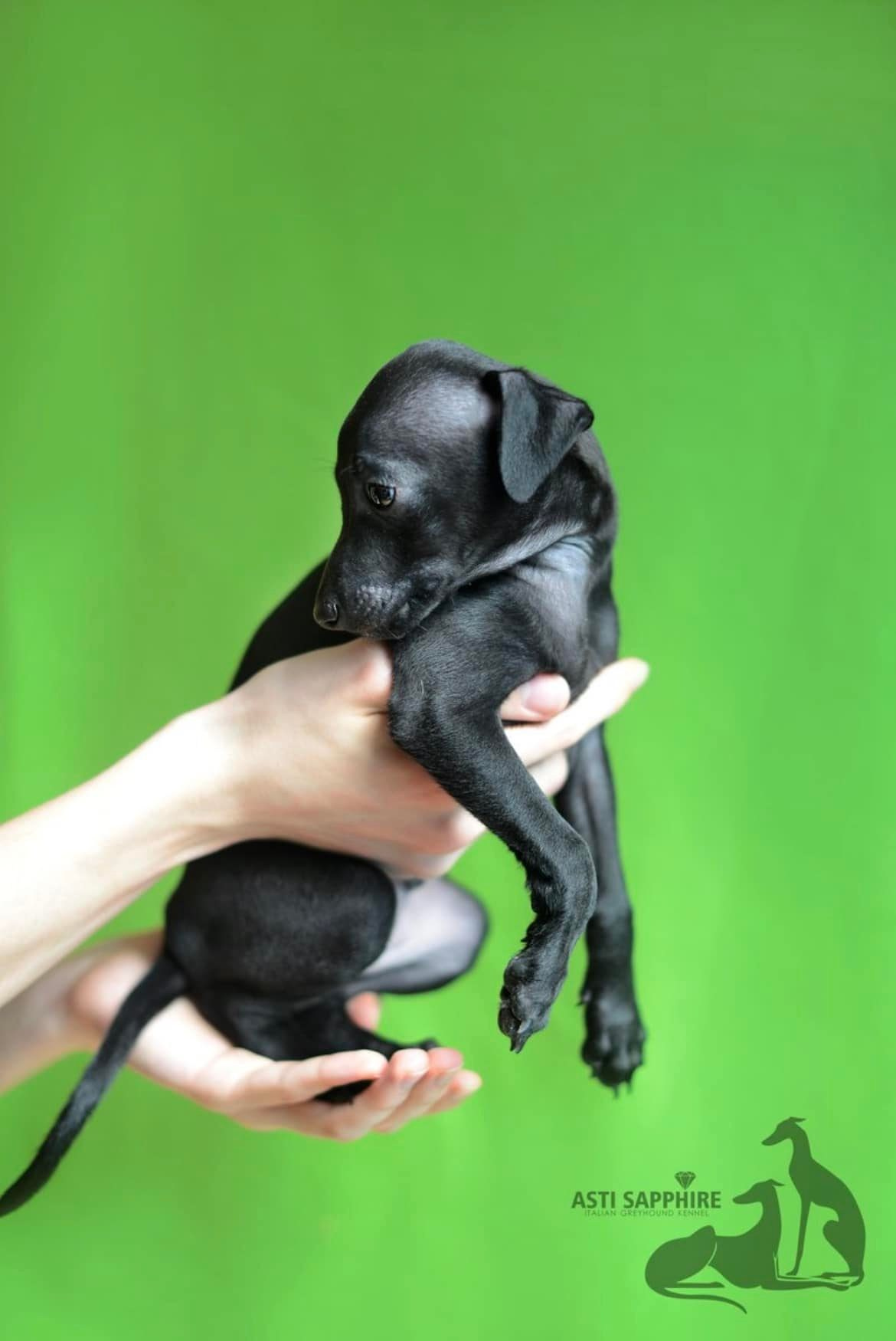 Asti Sapphire Esmeralda La Bella. Профессиональный питомник левреток РКФ/FCI ASTI SAPPHIRE 💎 Сочи|Санкт-Петербург