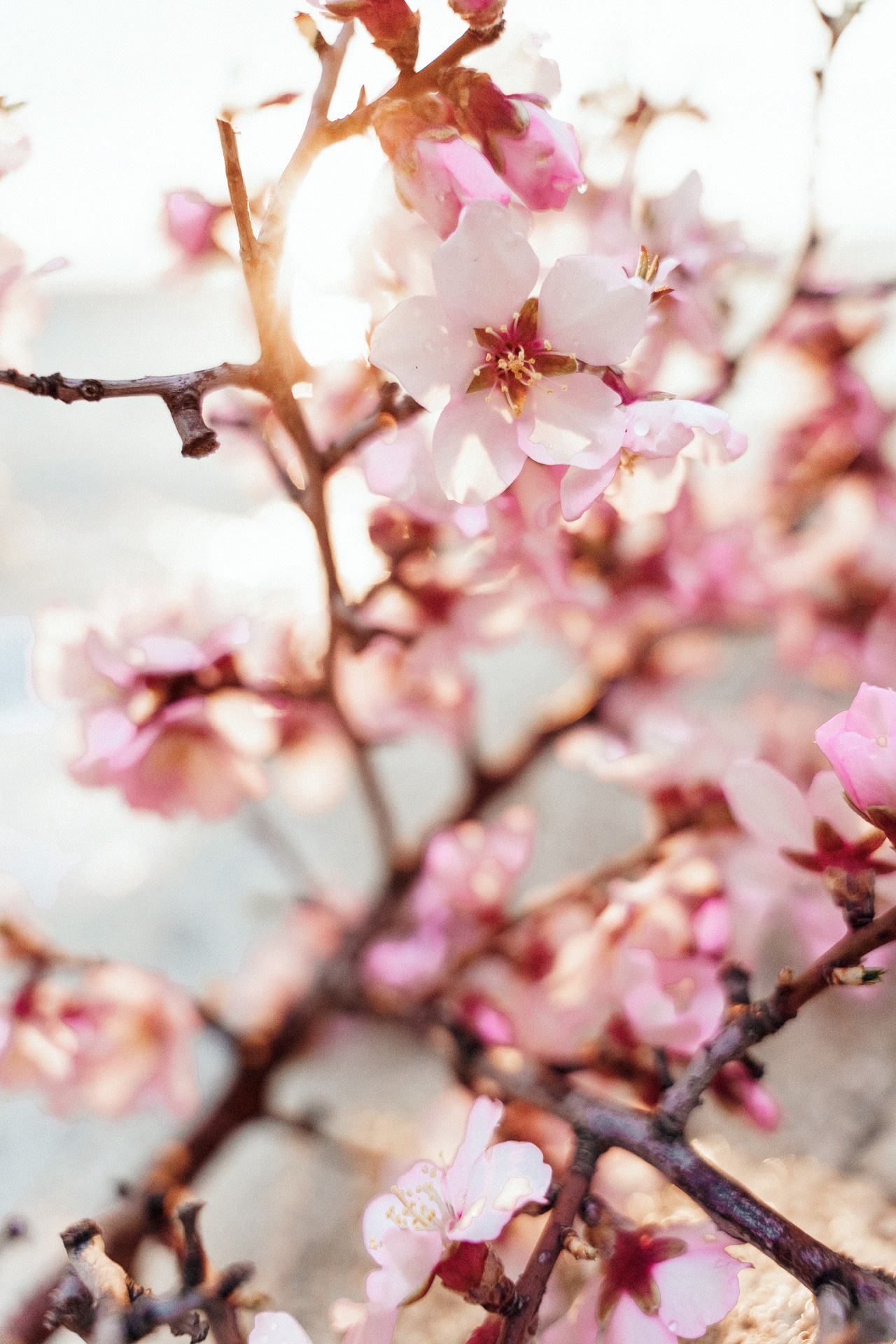 Богдан и Лиза. Свадьба в Крыму. Саша Потапкин Фотограф. Сочи, Екатеринбург, Москва