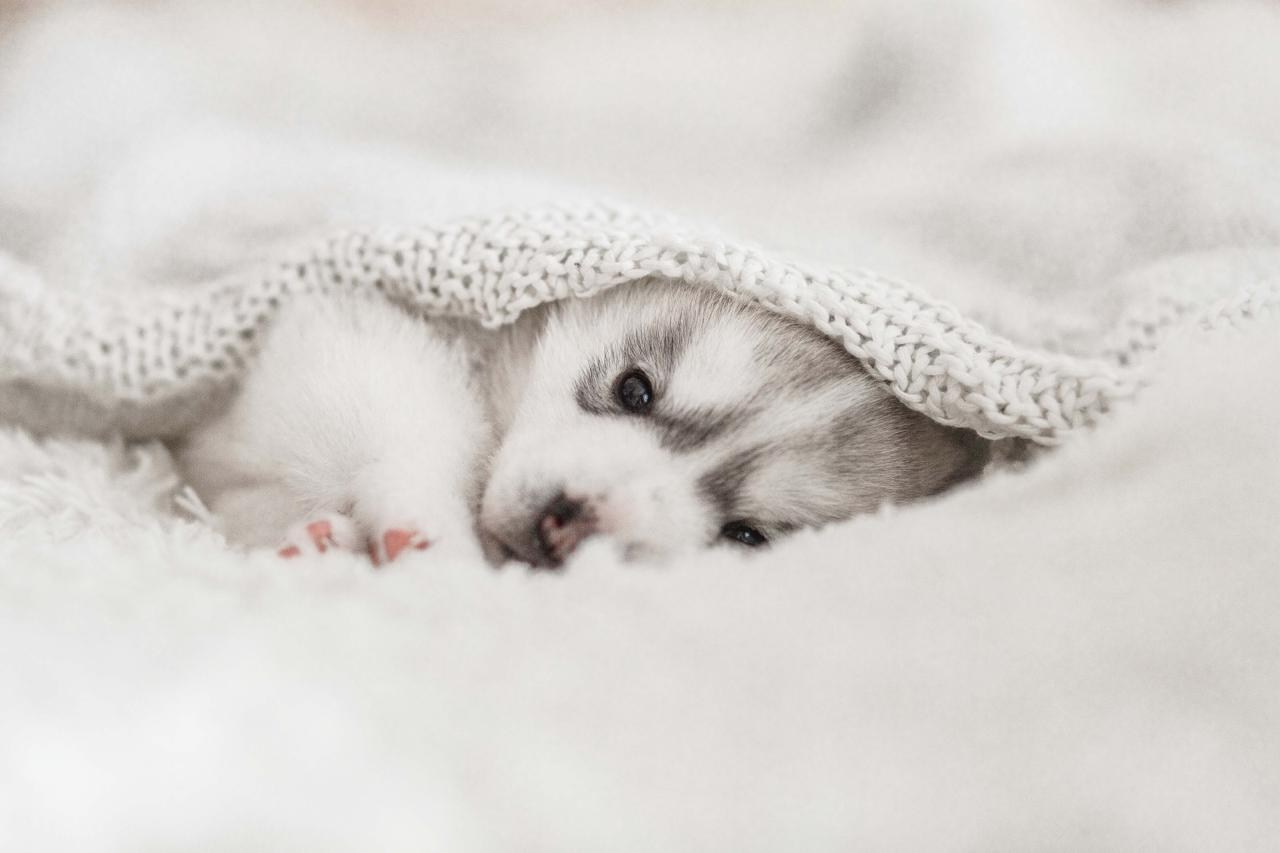 Фотограф-анималист. Семейный фотограф в Екатеринбурге