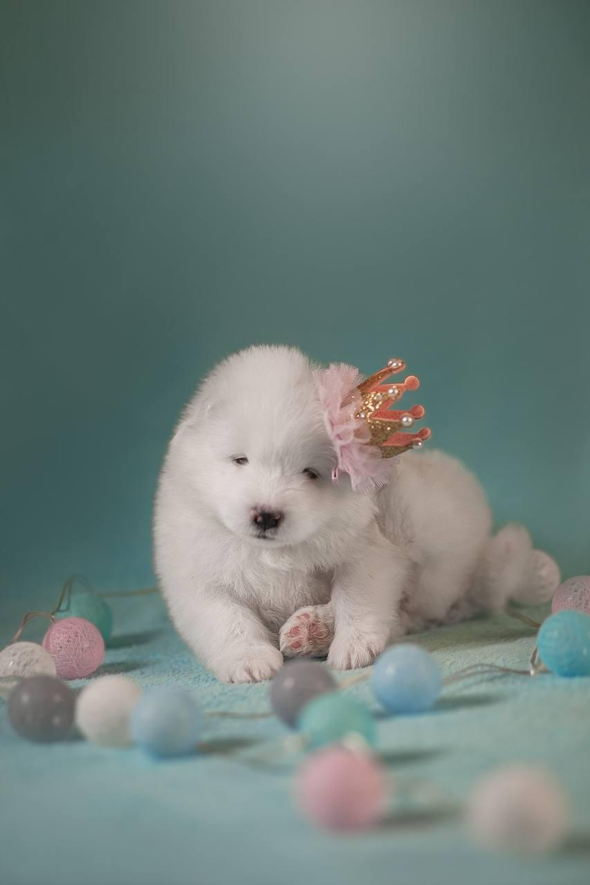 Фотосъемка щенков. Фотограф анималист в Москве Майорова Евгения