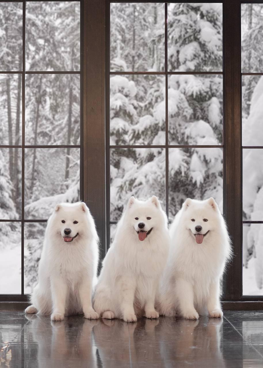 Фотосъемка собак в студии. Фотограф анималист в Москве Майорова Евгения