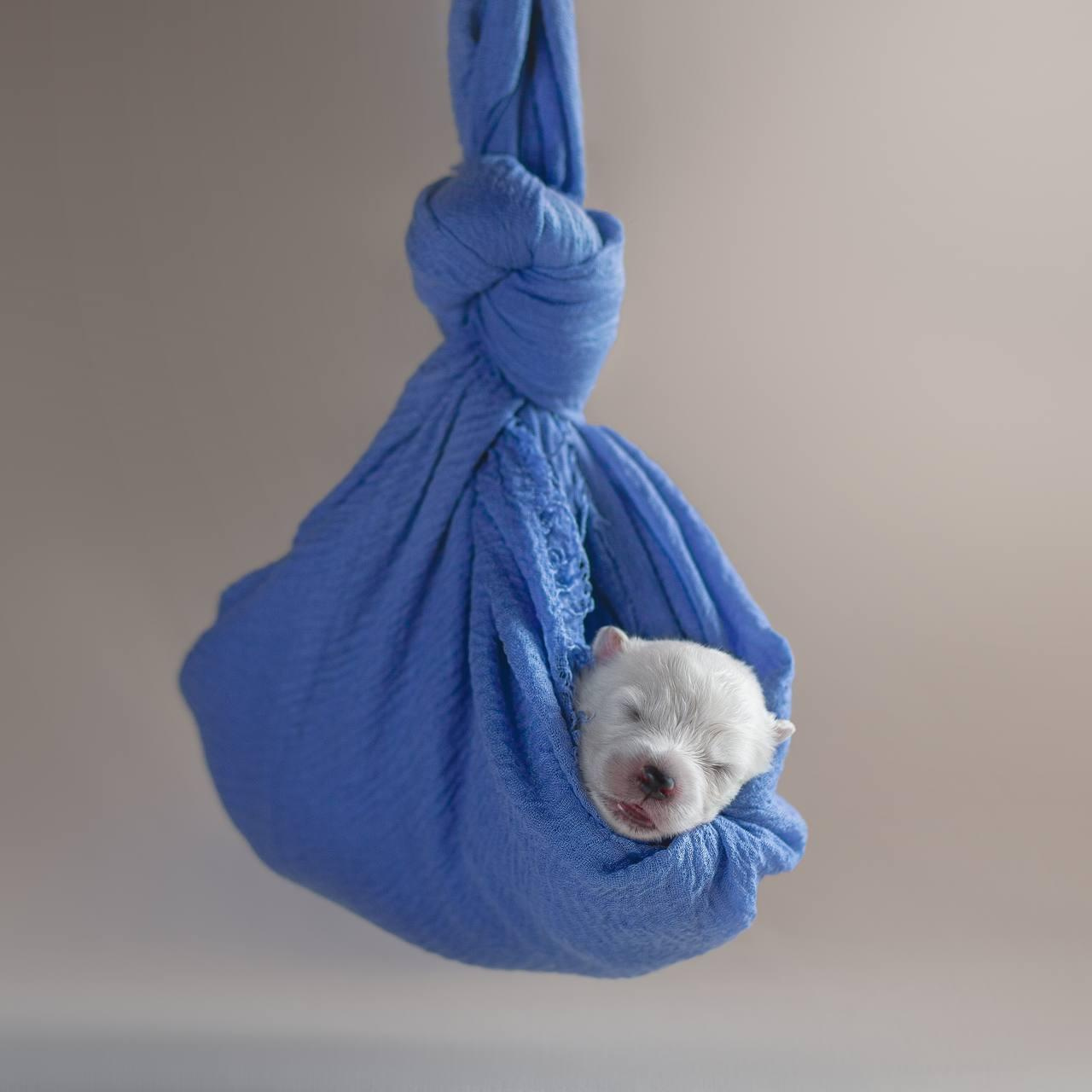 Фотосъемка щенков. Фотограф анималист в Москве Майорова Евгения