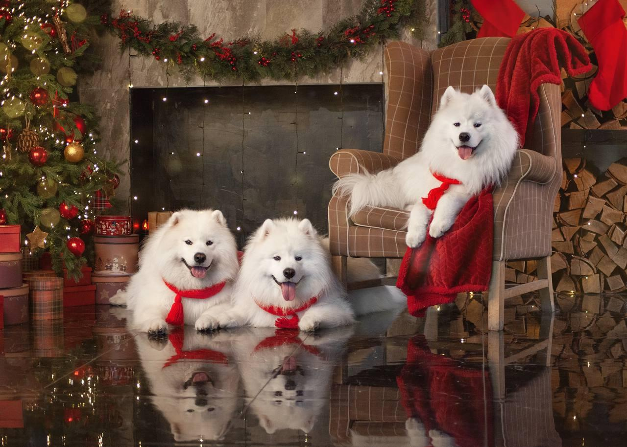 Фотосъемка собак в студии. Фотограф анималист в Москве Майорова Евгения