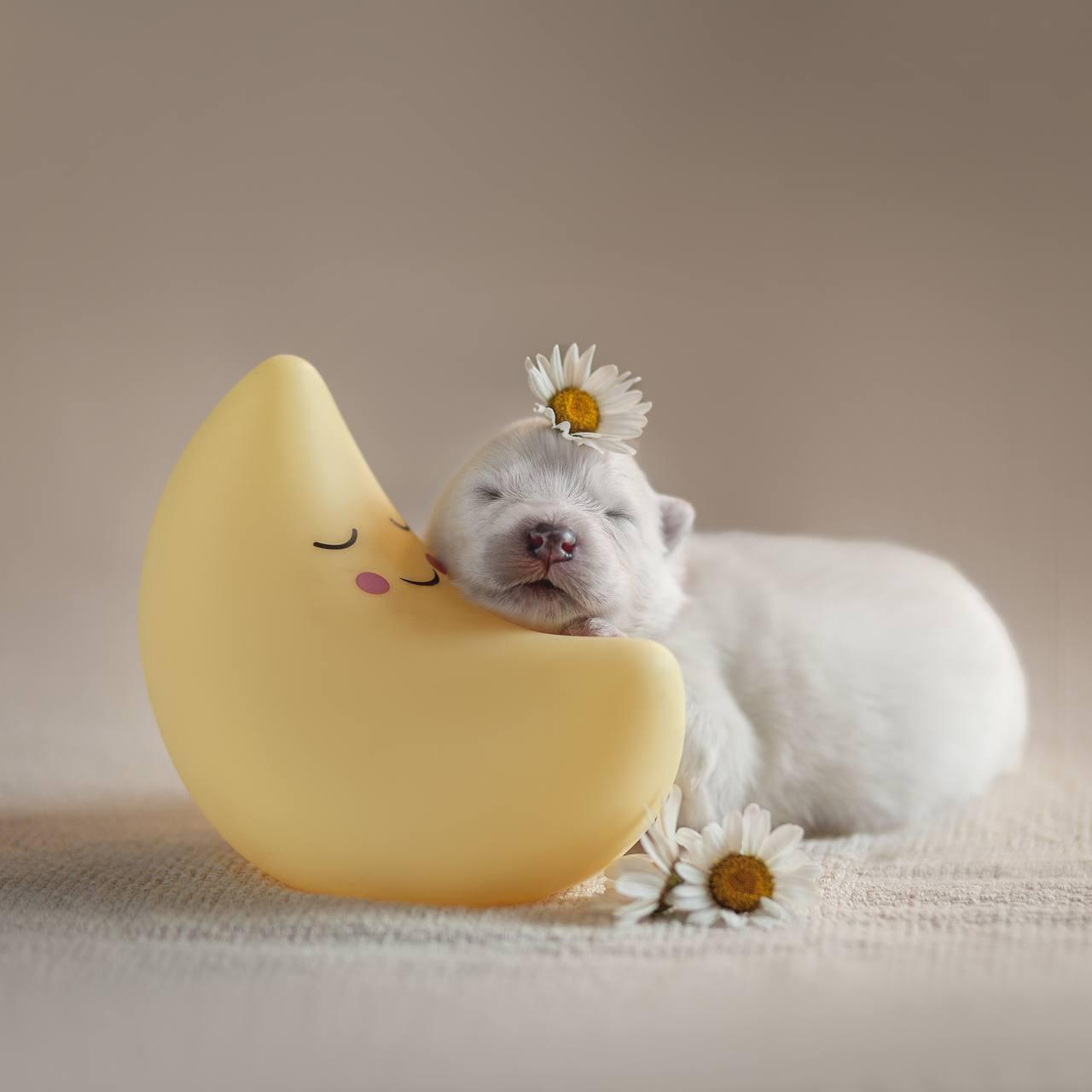 Фотосъемка щенков. Фотограф анималист в Москве Майорова Евгения