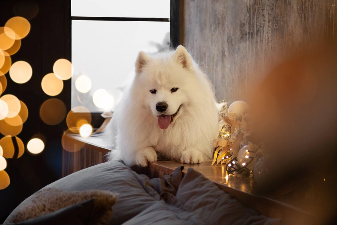 Фотосъемка собак в студии. Фотограф анималист в Москве Майорова Евгения