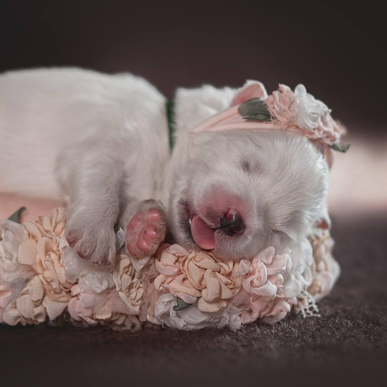 Фотосъемка щенков. Фотограф анималист в Москве Майорова Евгения