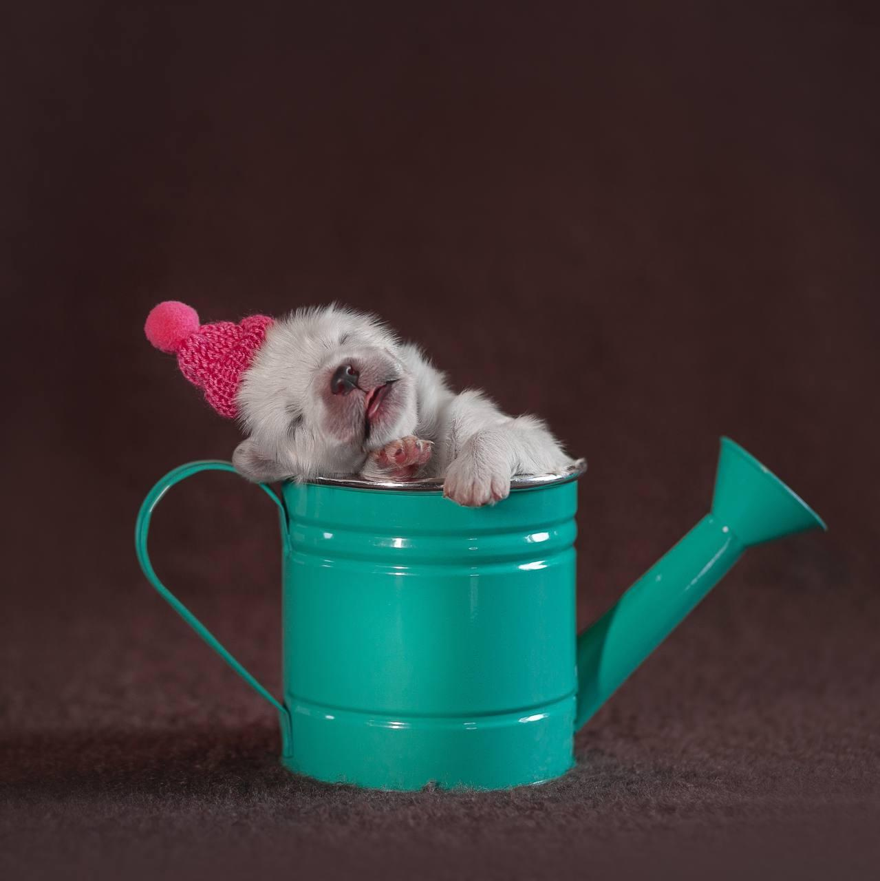 Фотосъемка щенков. Фотограф анималист в Москве Майорова Евгения