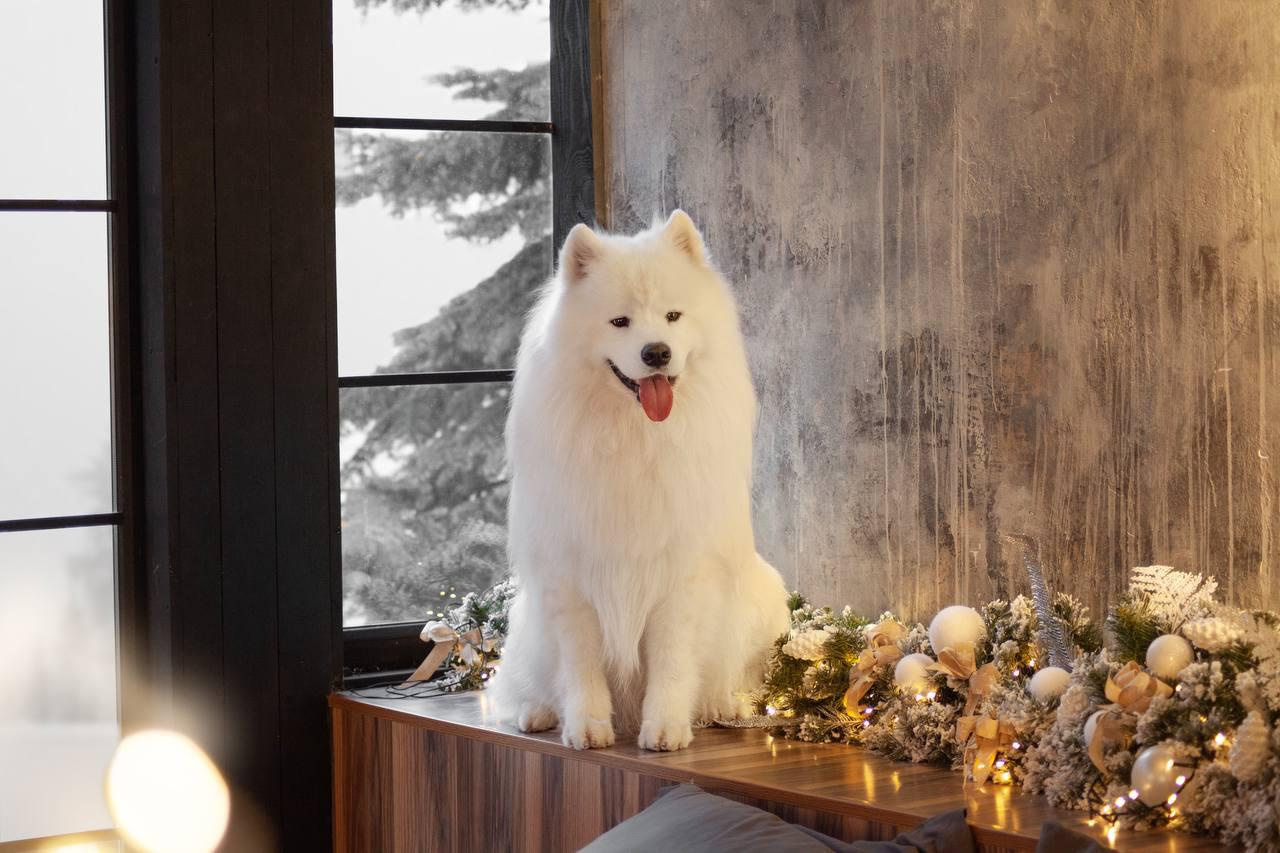 Фотосъемка собак в студии. Фотограф анималист в Москве Майорова Евгения