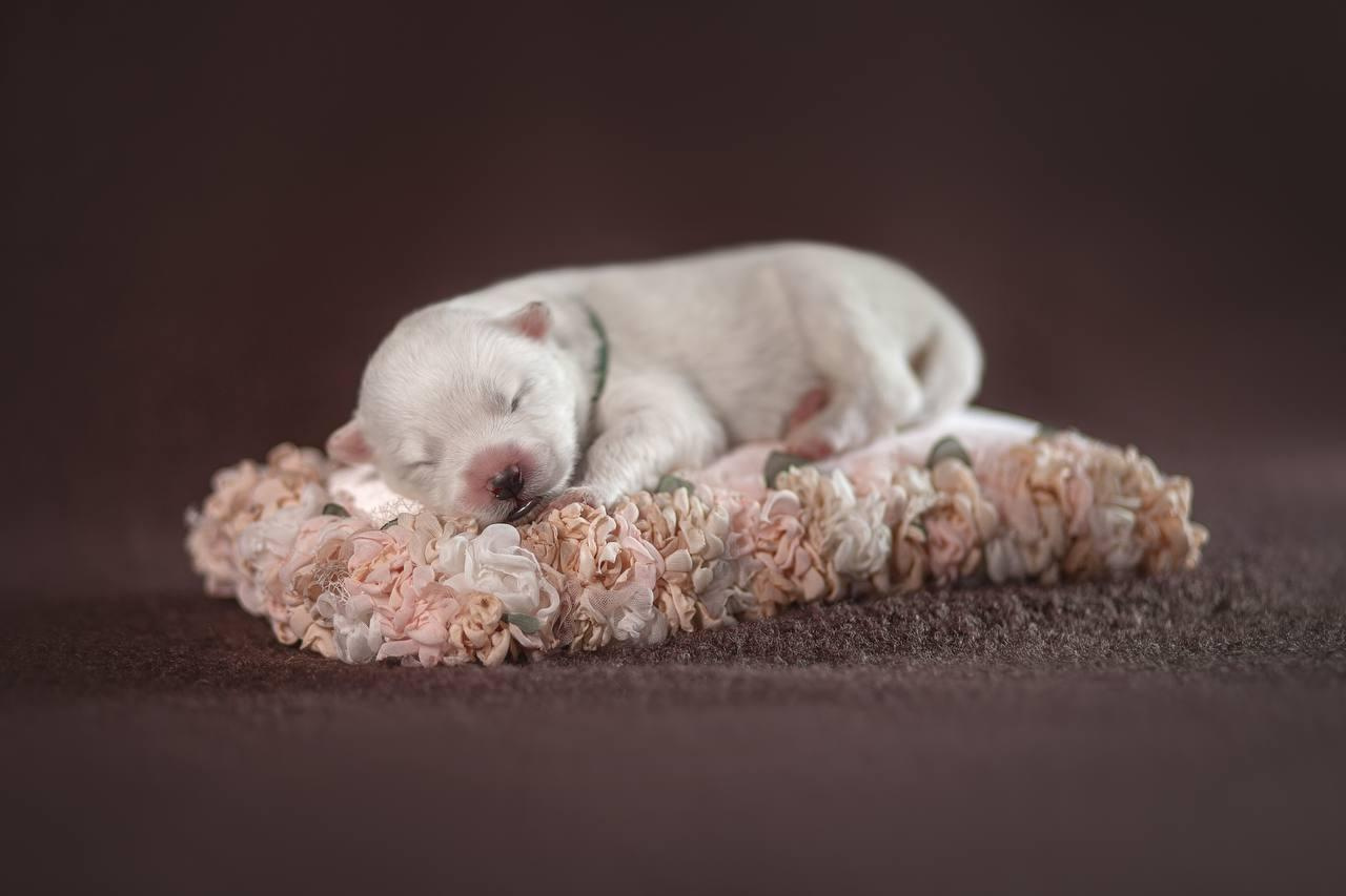 Фотосъемка щенков. Фотограф анималист в Москве Майорова Евгения