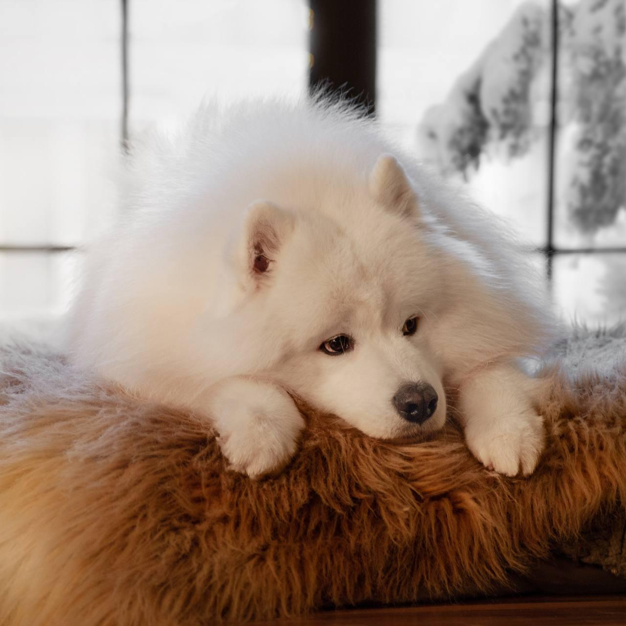 Фотосъемка собак в студии. Фотограф анималист в Москве Майорова Евгения