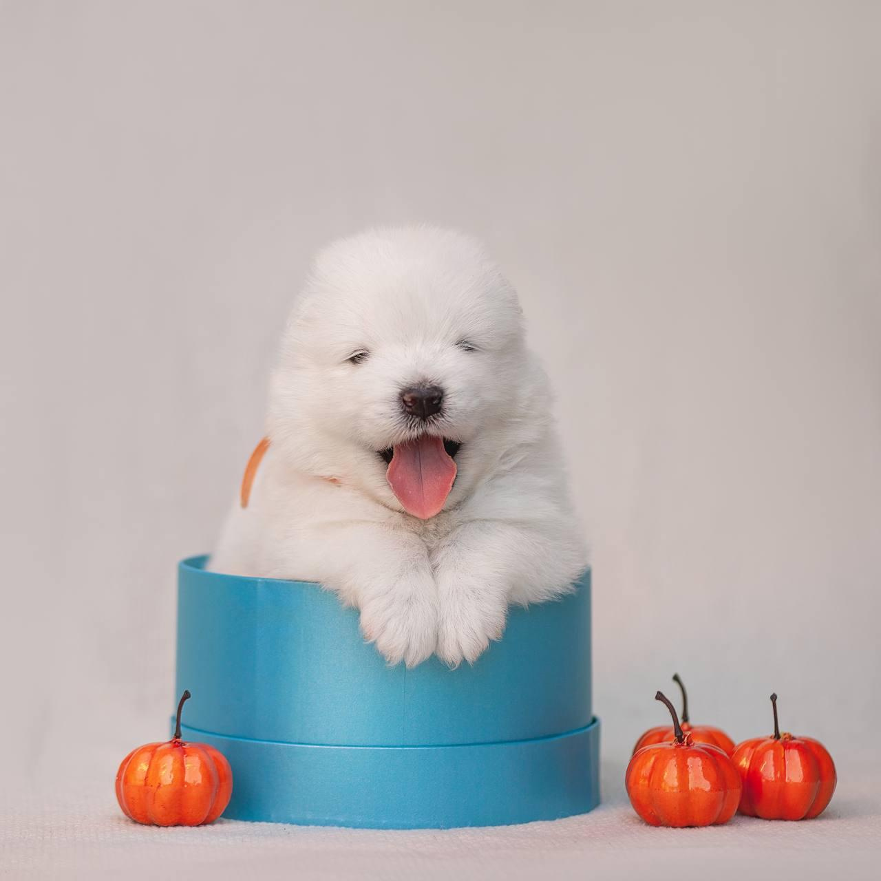 Фотосъемка щенков. Фотограф анималист в Москве Майорова Евгения