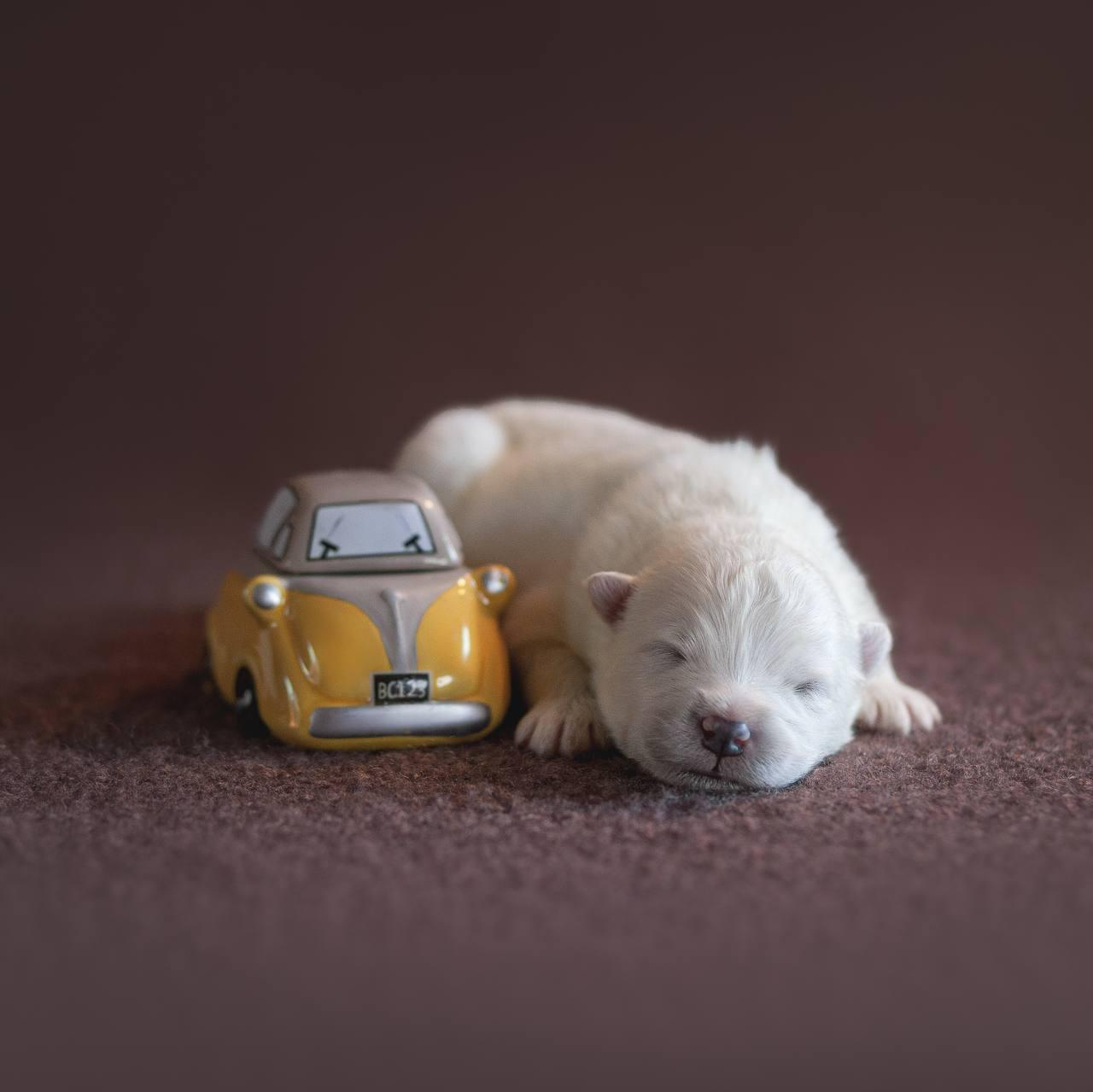 Фотосъемка щенков. Фотограф анималист в Москве Майорова Евгения