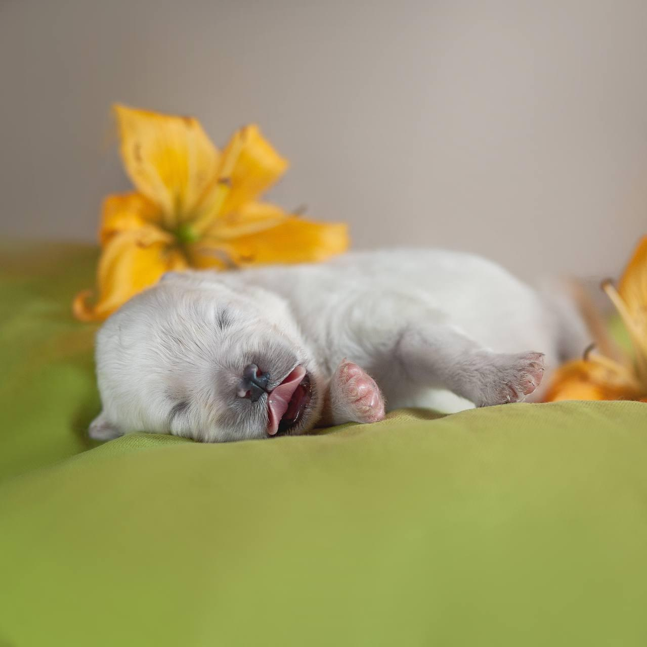 Фотосъемка щенков. Фотограф анималист в Москве Майорова Евгения