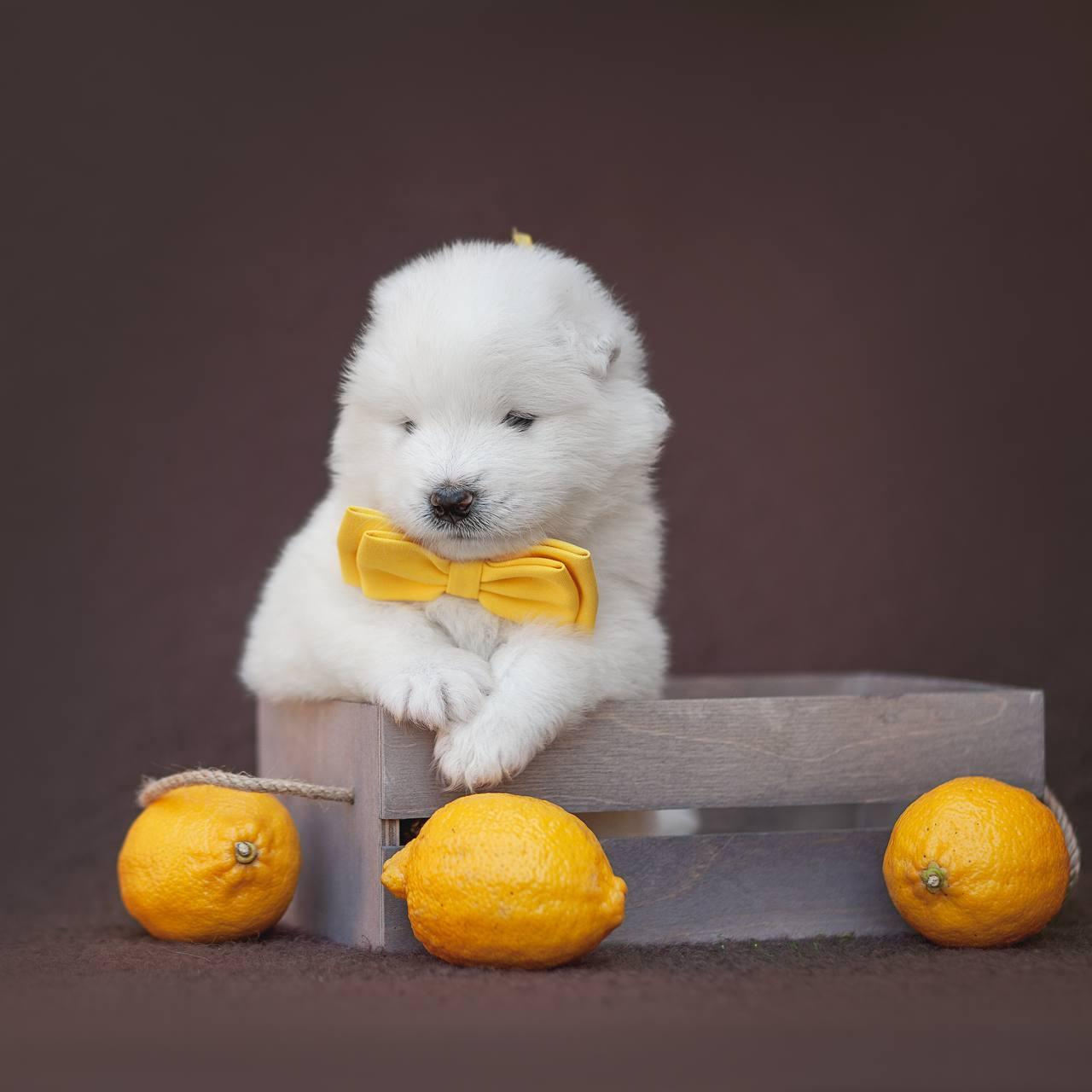 Фотосъемка щенков. Фотограф анималист в Москве Майорова Евгения