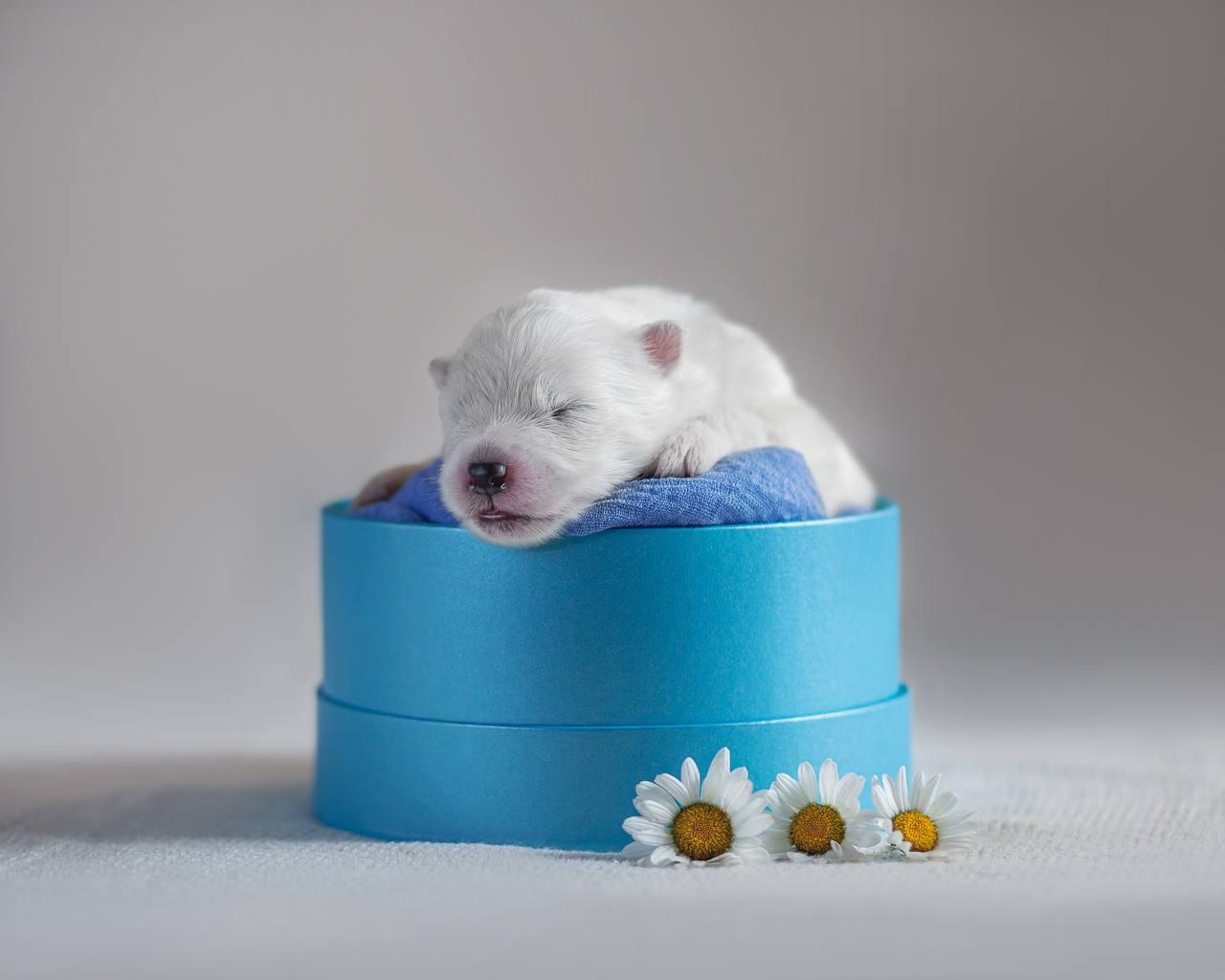 Фотосъемка щенков. Фотограф анималист в Москве Майорова Евгения