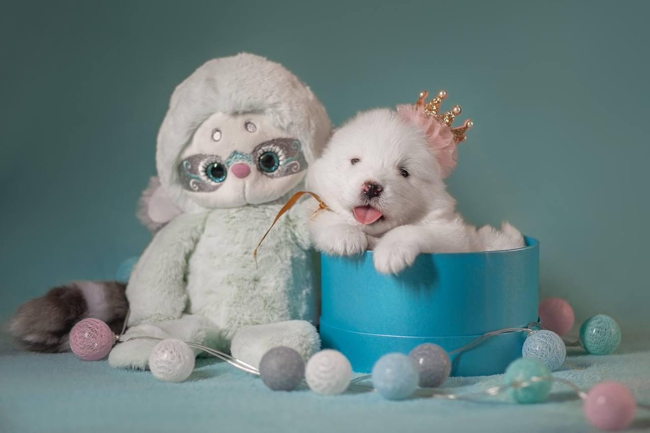 Фотосъемка щенков. Фотограф анималист в Москве Майорова Евгения