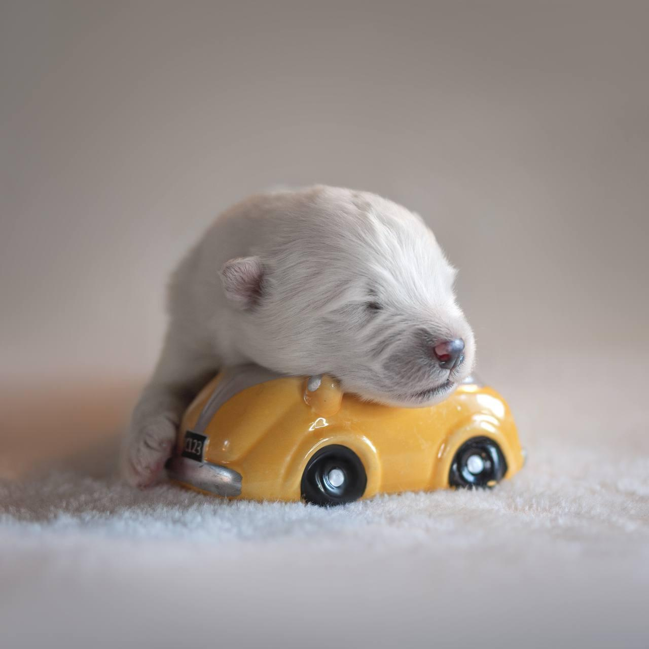 Фотосъемка щенков. Фотограф анималист в Москве Майорова Евгения