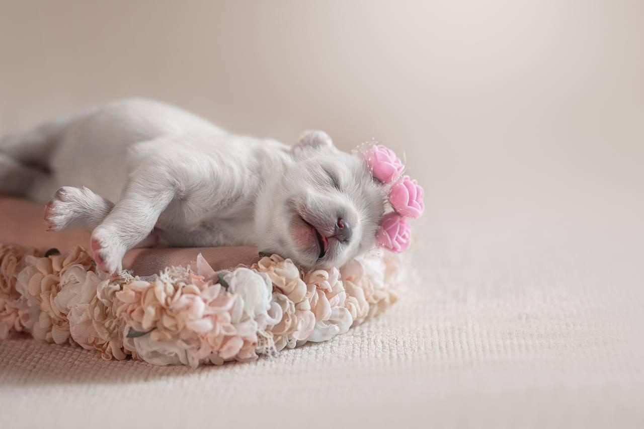 Фотосъемка щенков. Фотограф анималист в Москве Майорова Евгения