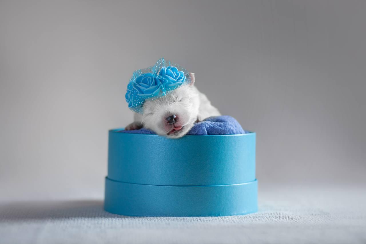 Фотосъемка щенков. Фотограф анималист в Москве Майорова Евгения