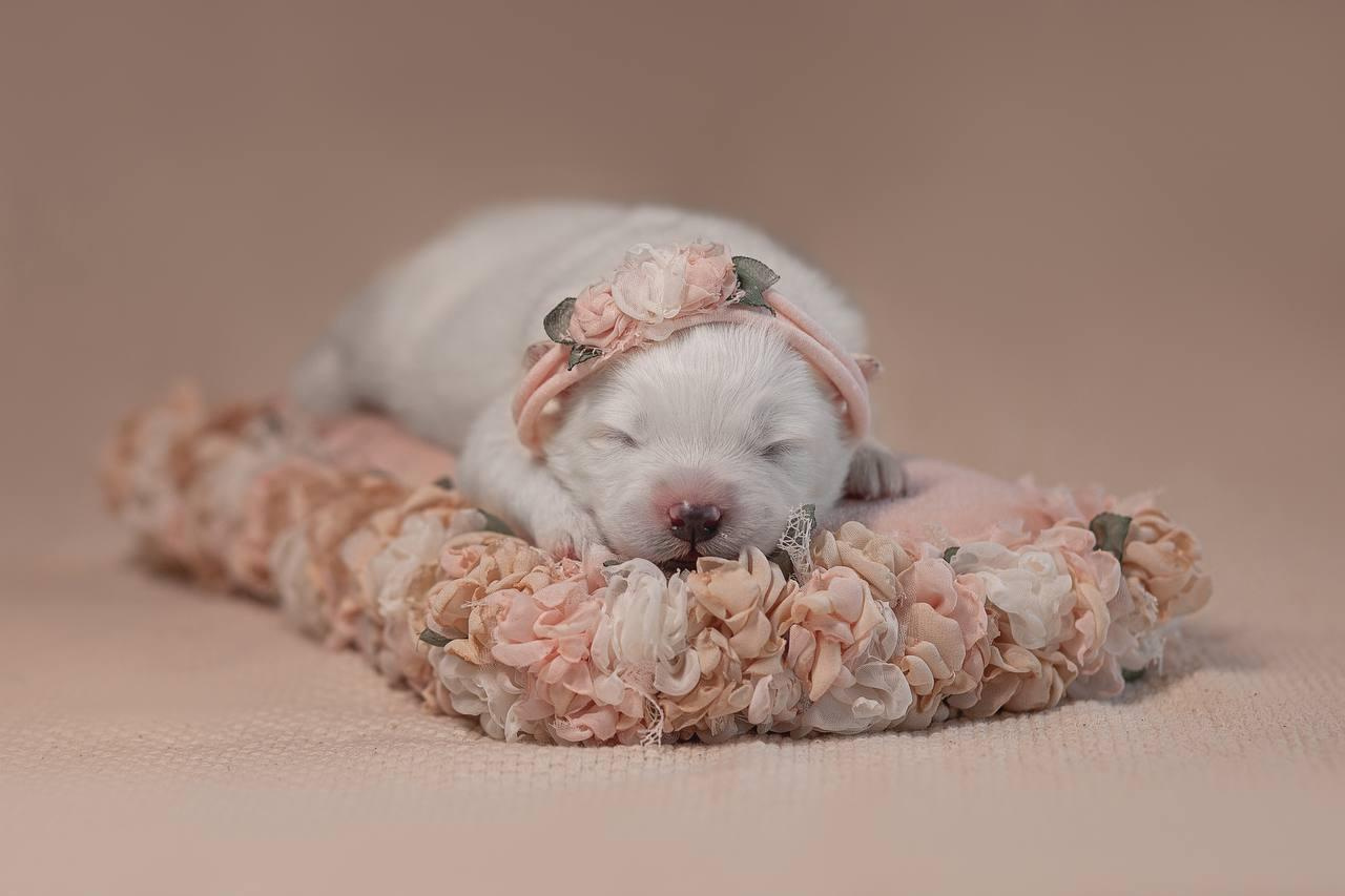 Фотосъемка щенков. Фотограф анималист в Москве Майорова Евгения