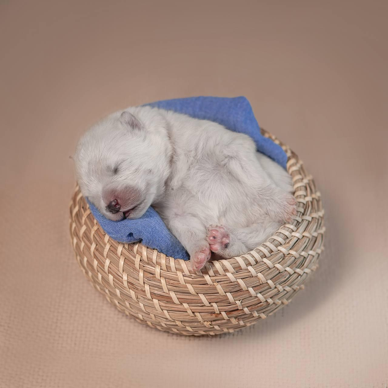 Фотосъемка щенков. Фотограф анималист в Москве Майорова Евгения