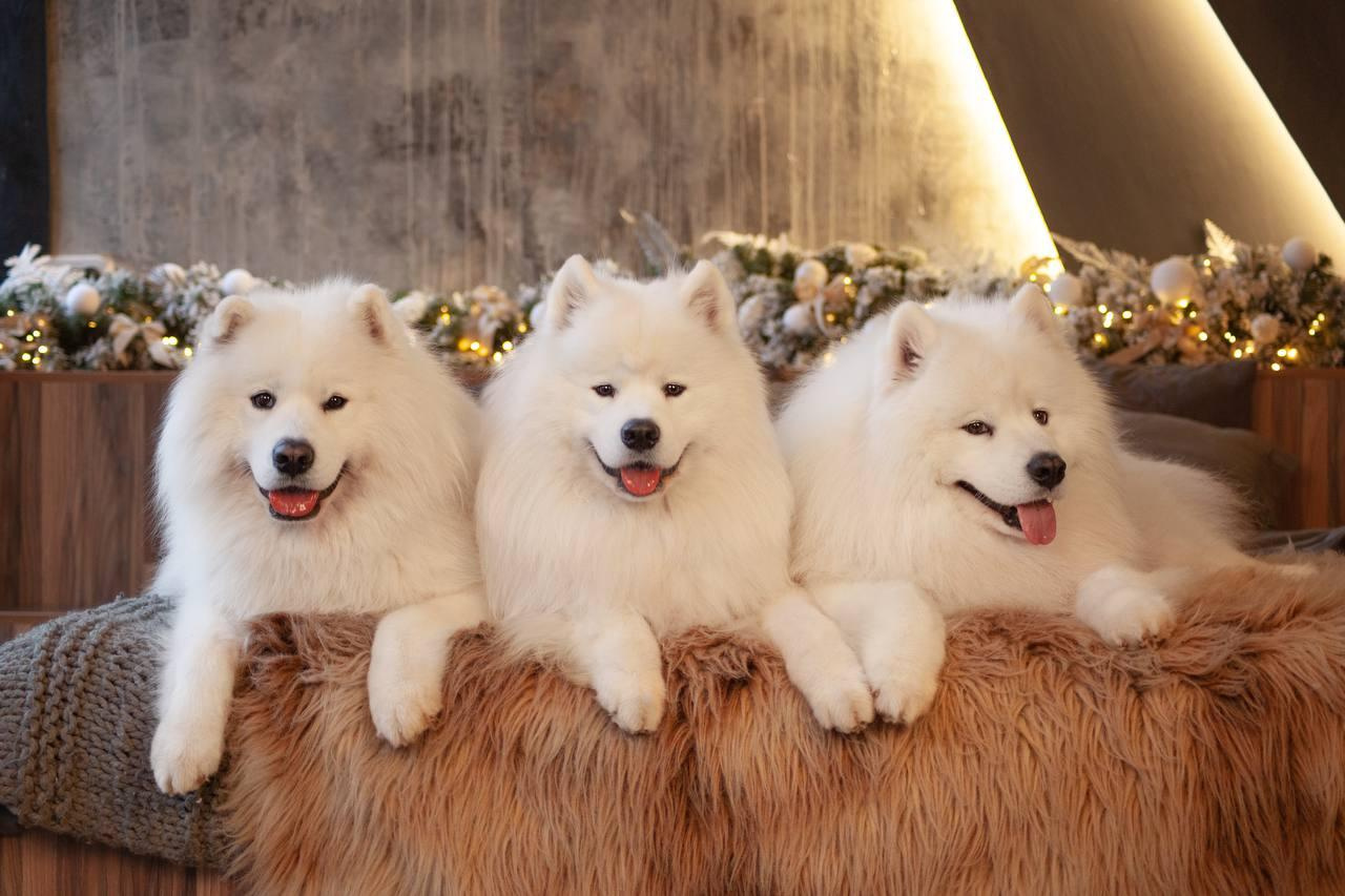 Фотосъемка собак в студии. Фотограф анималист в Москве Майорова Евгения