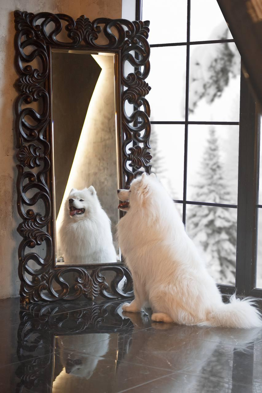 Фотосъемка собак в студии. Фотограф анималист в Москве Майорова Евгения