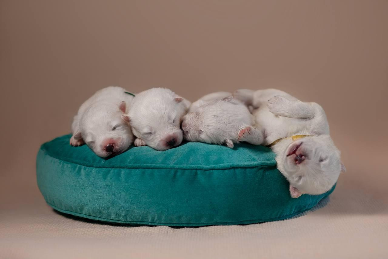 Фотосъемка щенков. Фотограф анималист в Москве Майорова Евгения