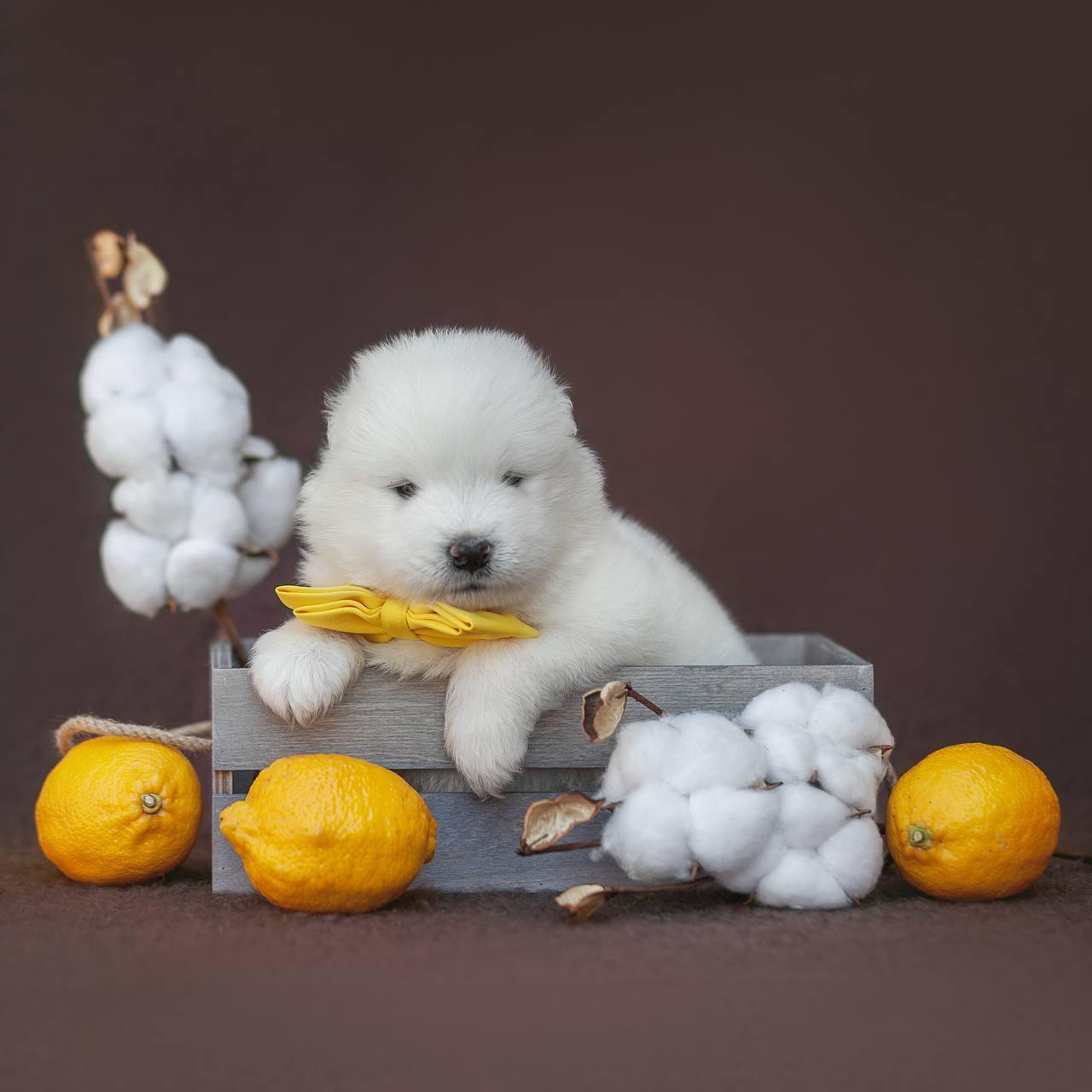 Фотосъемка щенков. Фотограф анималист в Москве Майорова Евгения