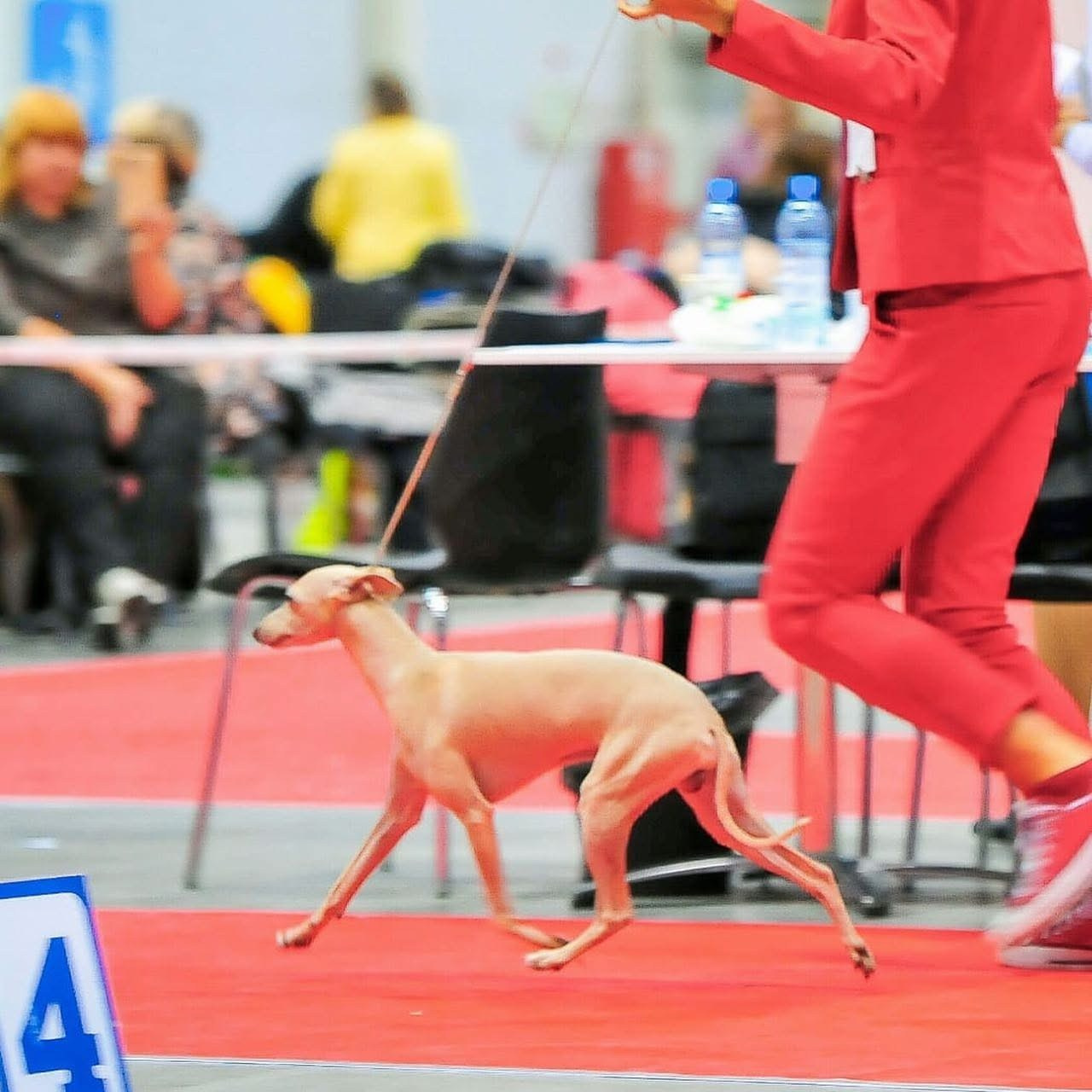 Выпускники ЧЕМПИОНЫ. Профессиональный питомник левреток РКФ/FCI ASTI SAPPHIRE 💎 Сочи|Санкт-Петербург