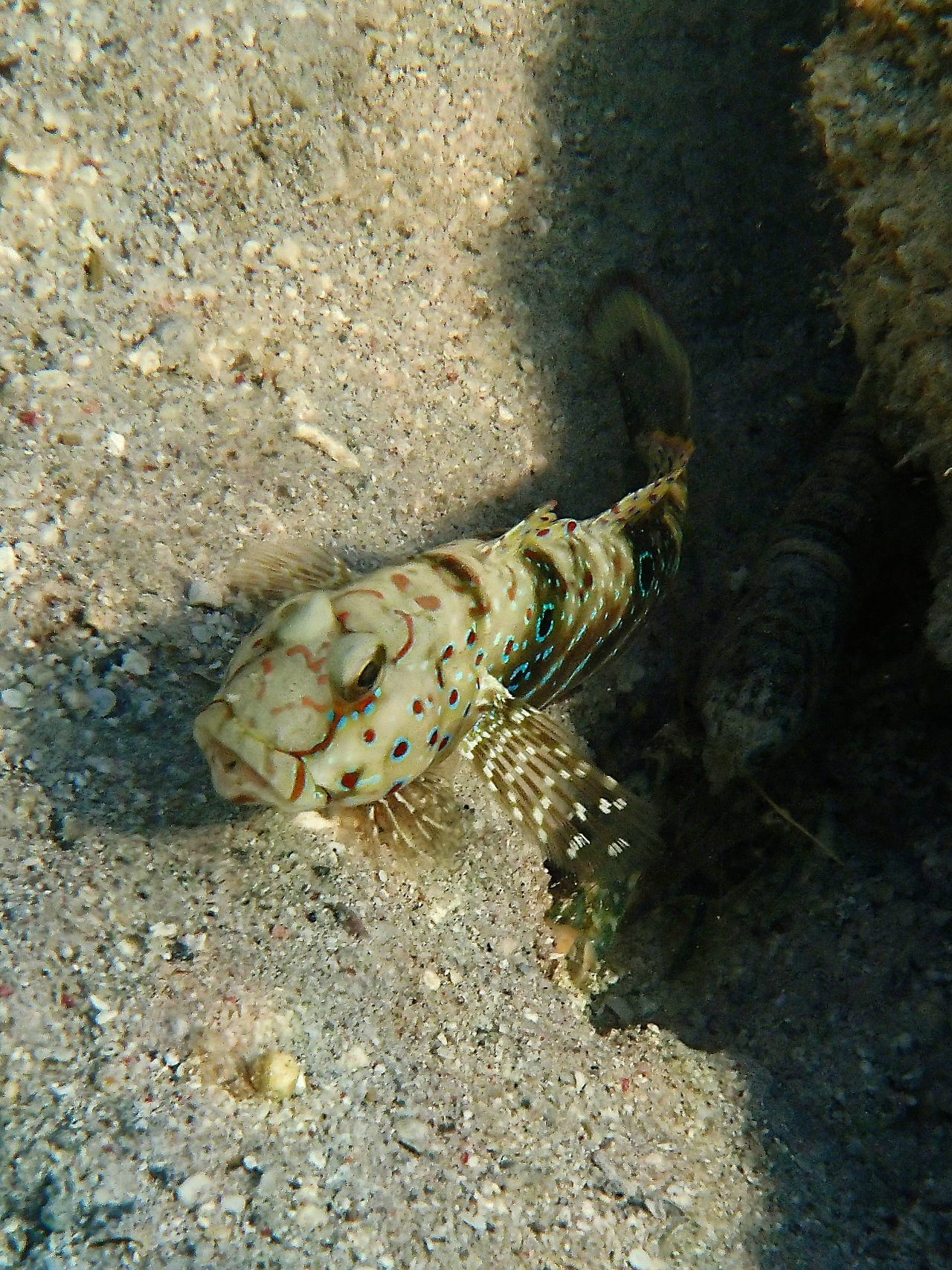 Мне посмотреть. Рыбов показываю