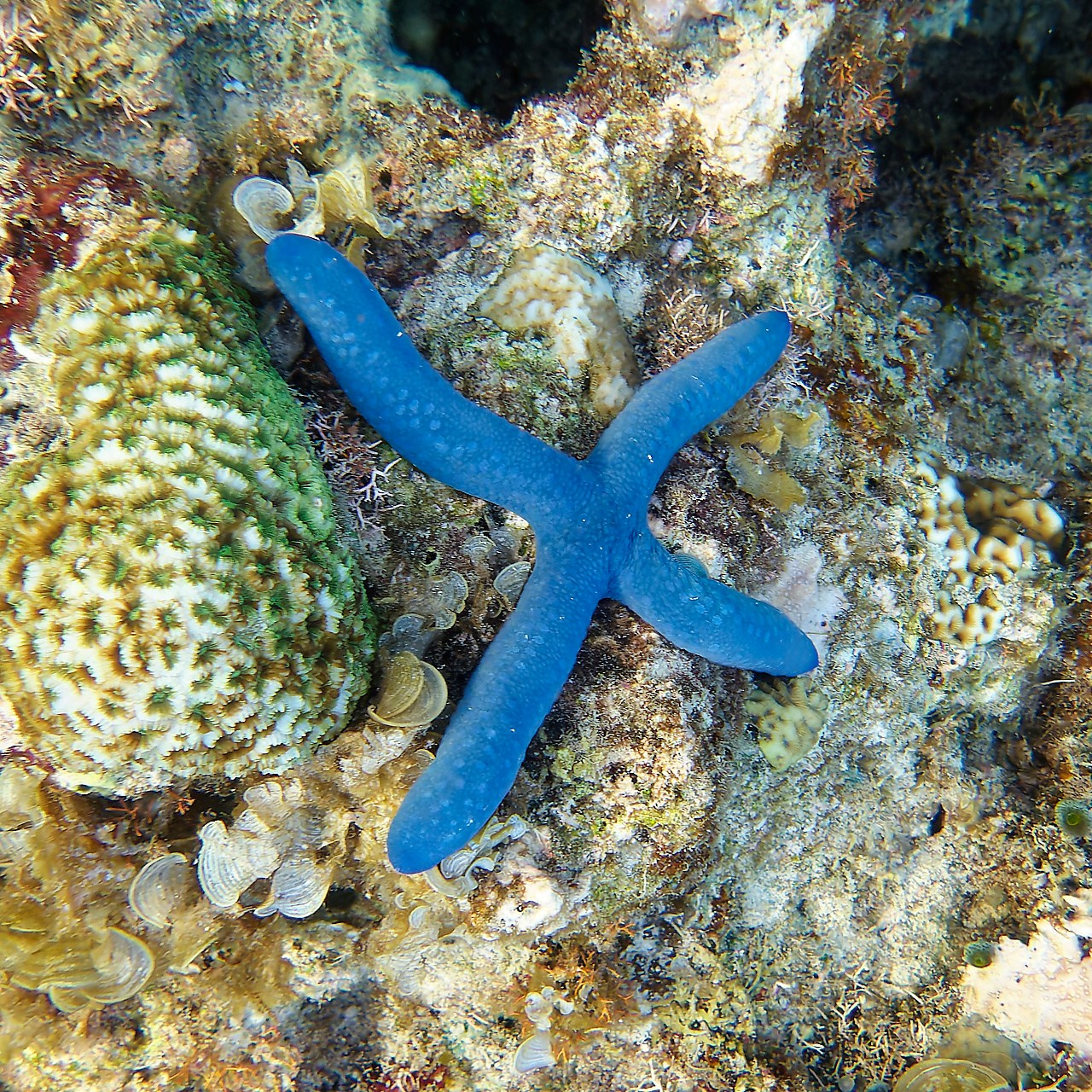 Мне посмотреть. Рыбов показываю