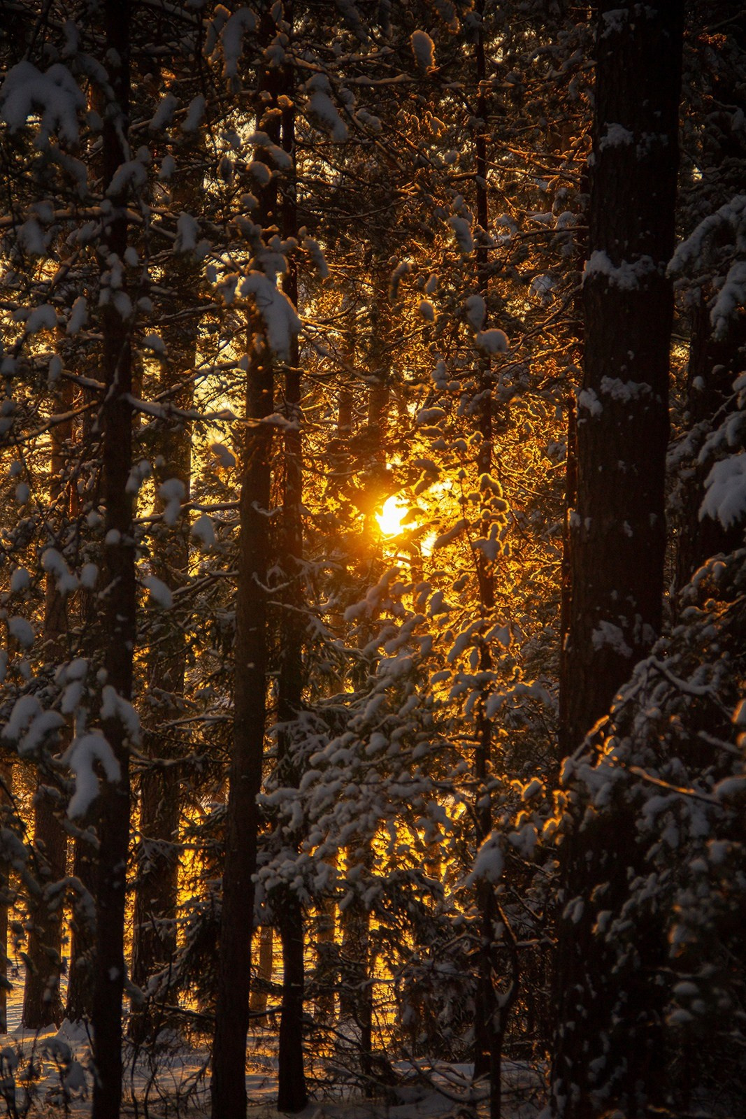 Vyksa. ФОТОГРАФ ANASTASIA KOSHELEVA