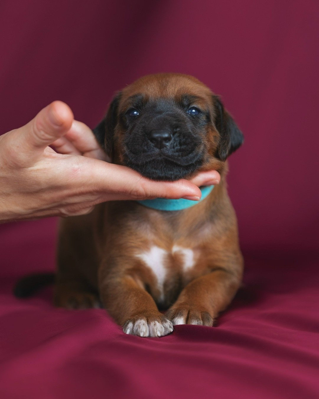 DAMARALAND Iz Doma Narayzi (ДАМАРАЛЭНД Из Дома Нарэйзи). Rhodesian Ridgebacks in St. Petersburg