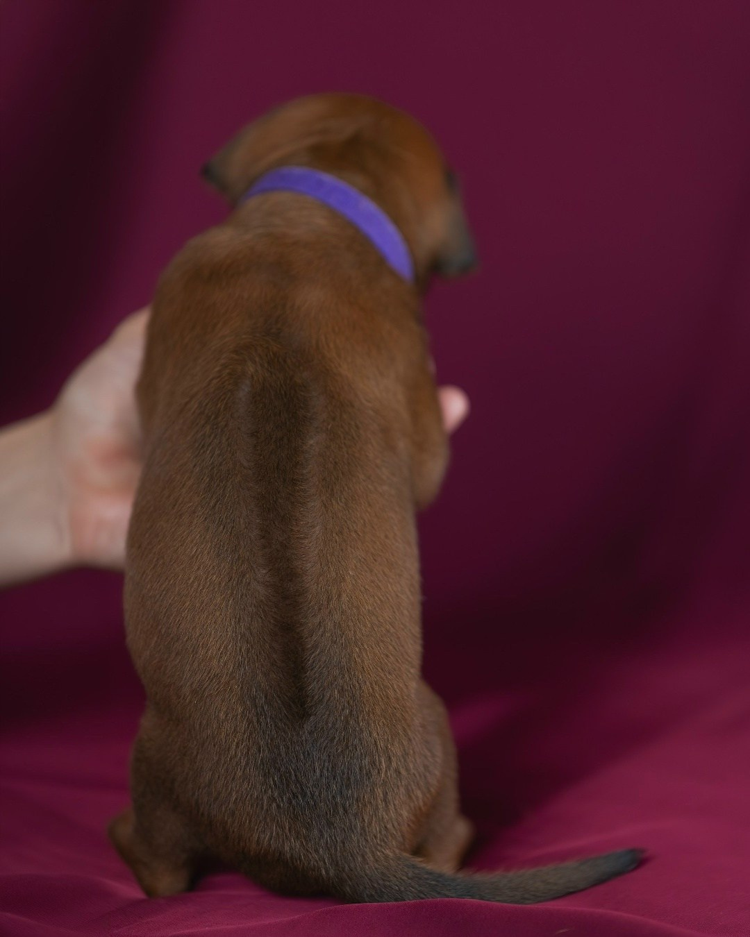 DAMARALAND Iz Doma Narayzi (ДАМАРАЛЭНД Из Дома Нарэйзи). Rhodesian Ridgebacks in St. Petersburg
