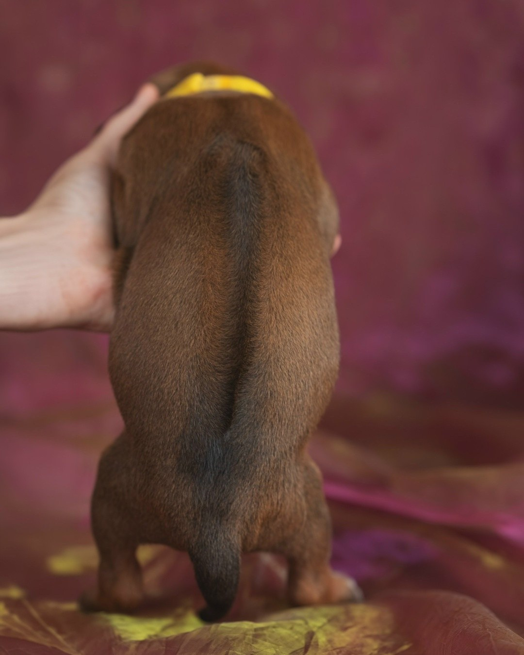 DAMARALAND Iz Doma Narayzi (ДАМАРАЛЭНД Из Дома Нарэйзи). Rhodesian Ridgebacks in St. Petersburg