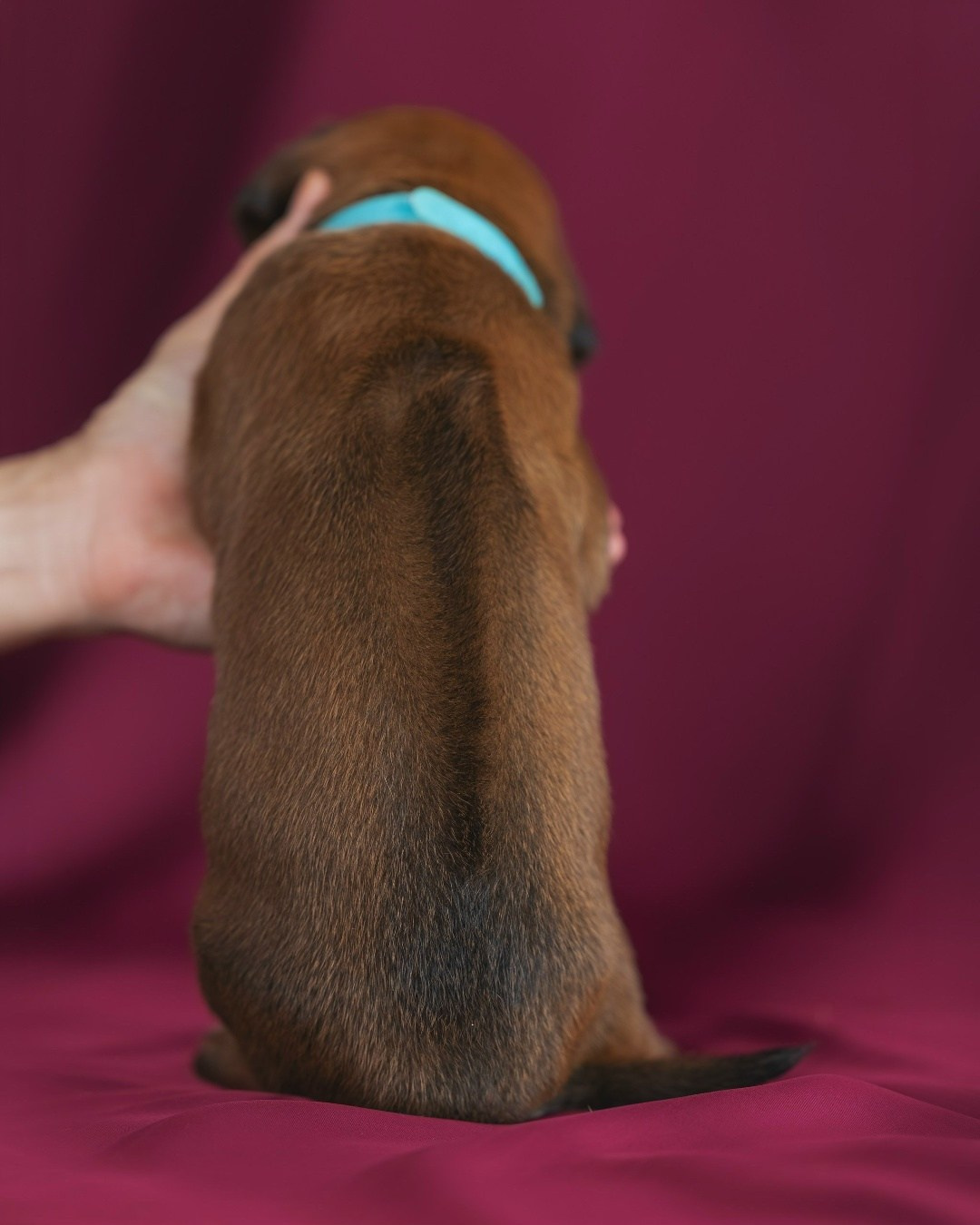 DAMARALAND Iz Doma Narayzi (ДАМАРАЛЭНД Из Дома Нарэйзи). Rhodesian Ridgebacks in St. Petersburg