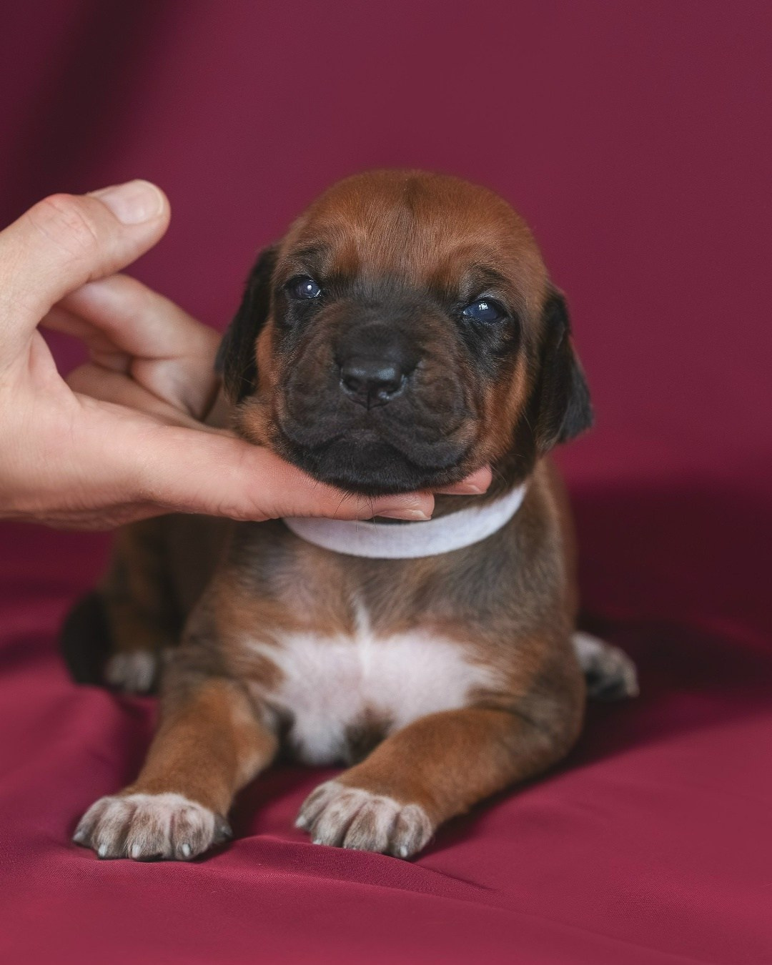 DAMARALAND Iz Doma Narayzi (ДАМАРАЛЭНД Из Дома Нарэйзи). Rhodesian Ridgebacks in St. Petersburg