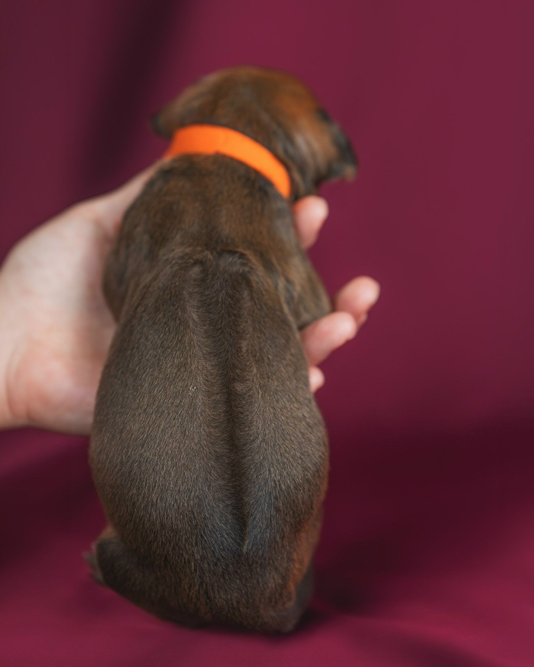 DAMARALAND Iz Doma Narayzi (ДАМАРАЛЭНД Из Дома Нарэйзи). Rhodesian Ridgebacks in St. Petersburg