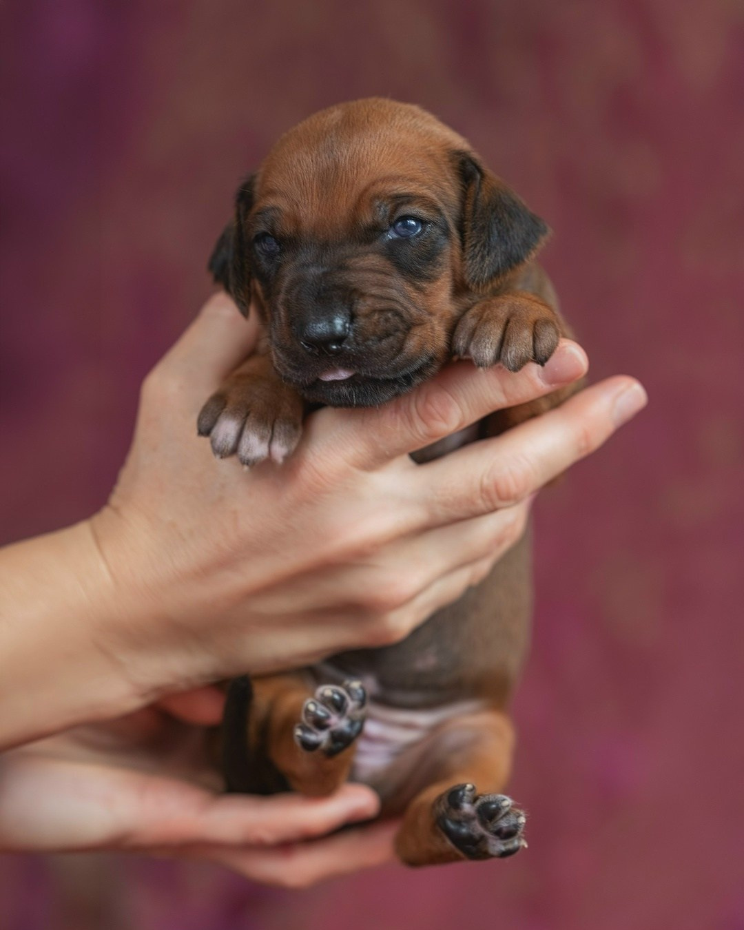DAMARALAND Iz Doma Narayzi (ДАМАРАЛЭНД Из Дома Нарэйзи). Rhodesian Ridgebacks in St. Petersburg