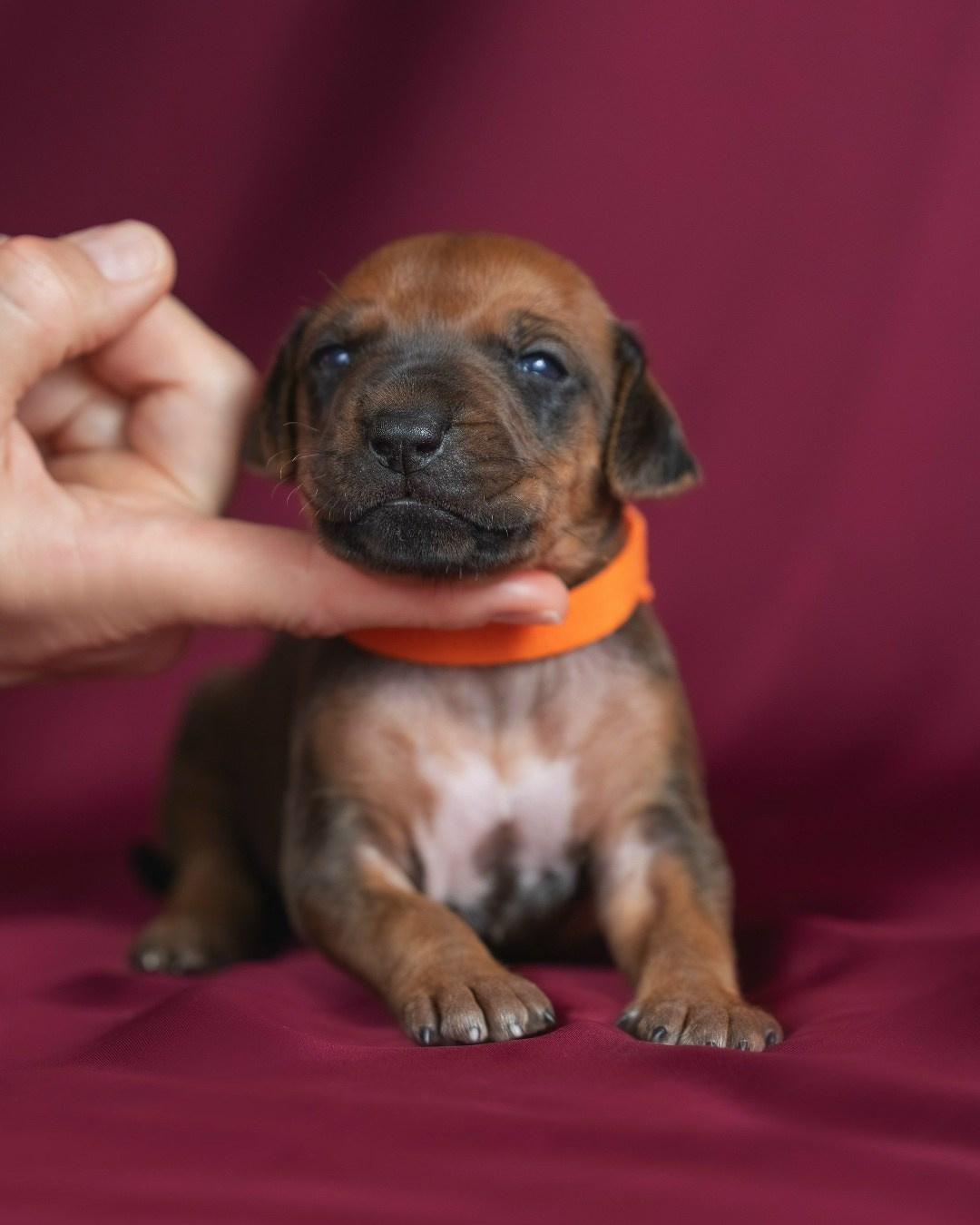 DAMARALAND Iz Doma Narayzi (ДАМАРАЛЭНД Из Дома Нарэйзи). Rhodesian Ridgebacks in St. Petersburg